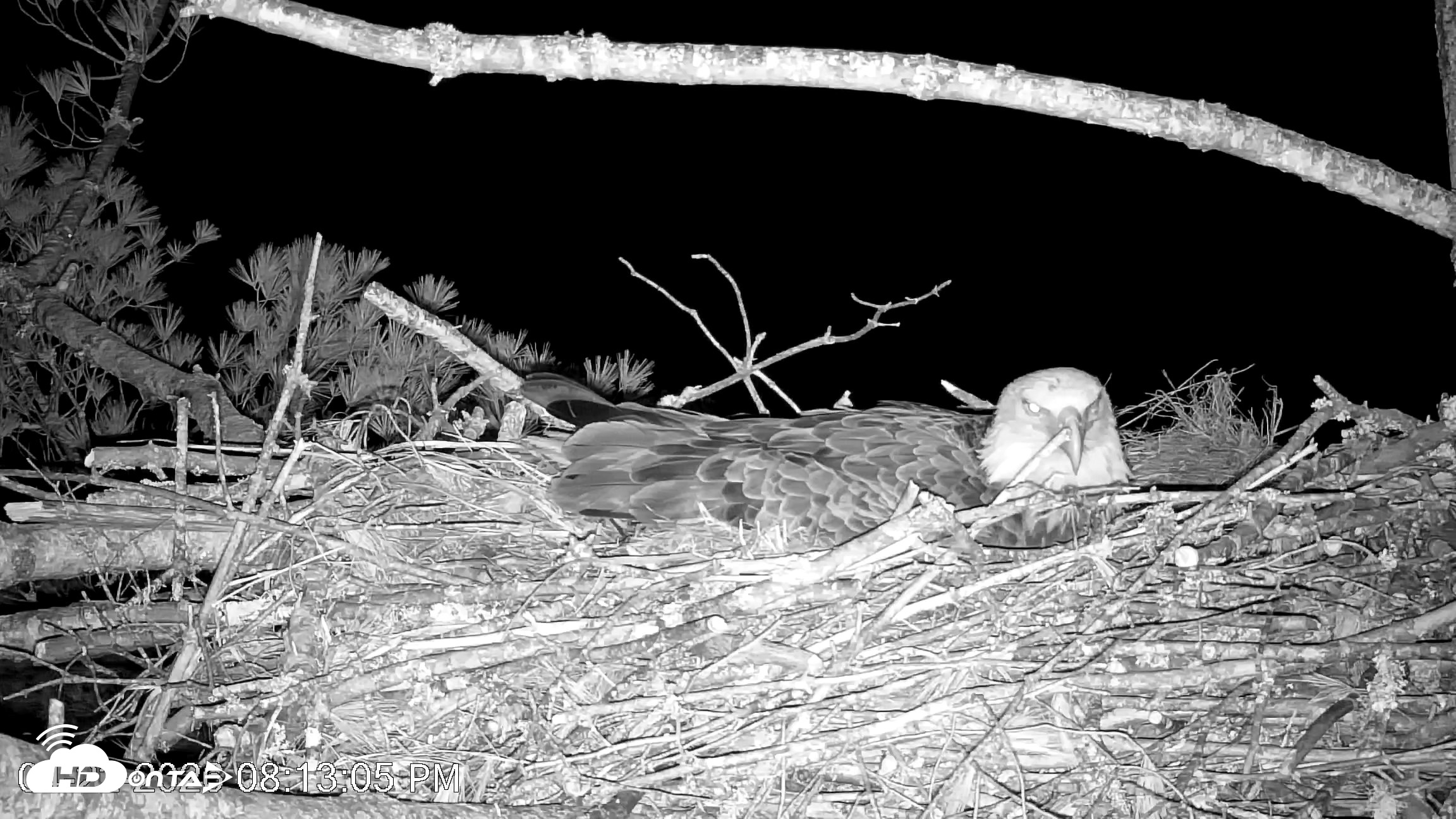 Snapshot of VINS Bald Eagles Nest Live Cams taken Apr 22, 2026, 8:13pm EDT