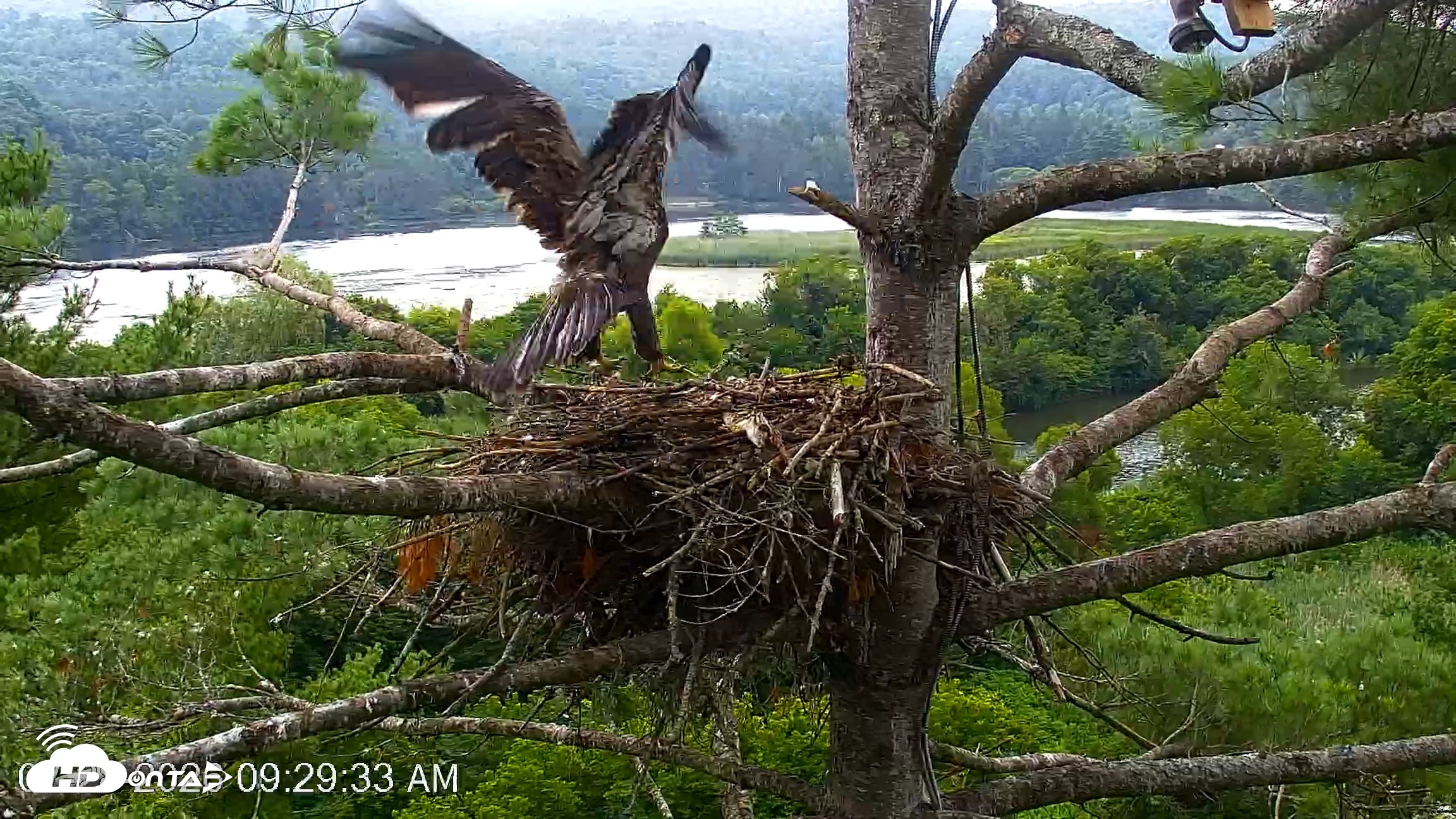 Snapshot of VINS Bald Eagles Nest Live Cams taken Jul 28, 2026, 9:30am EDT