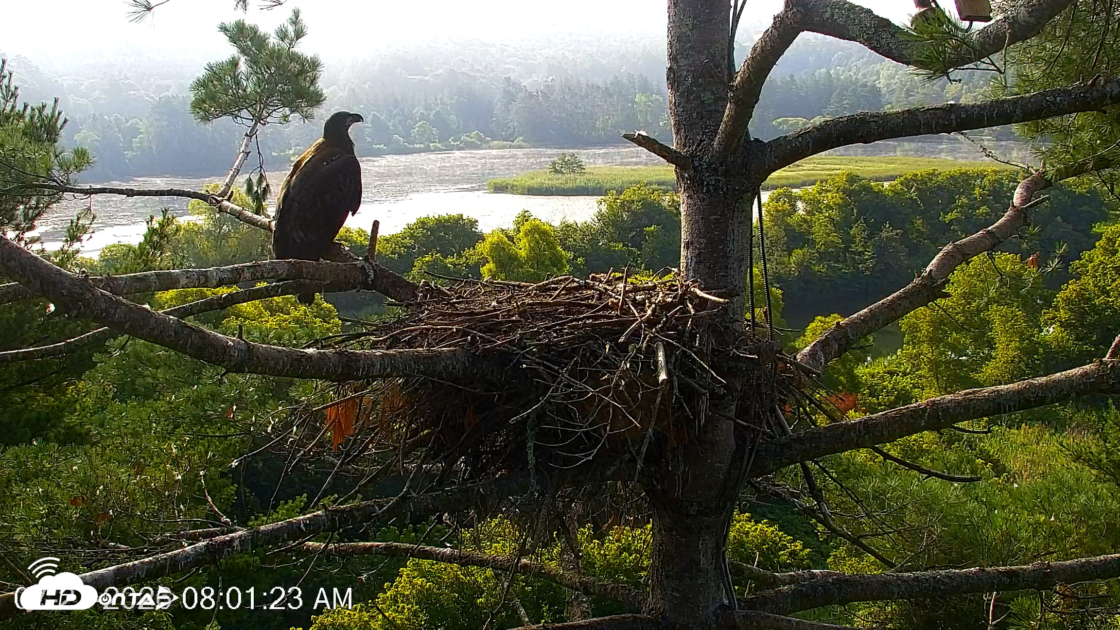 Snapshot of VINS Bald Eagles Nest Live Cams taken Jul 27, 2026, 8:02am EDT
