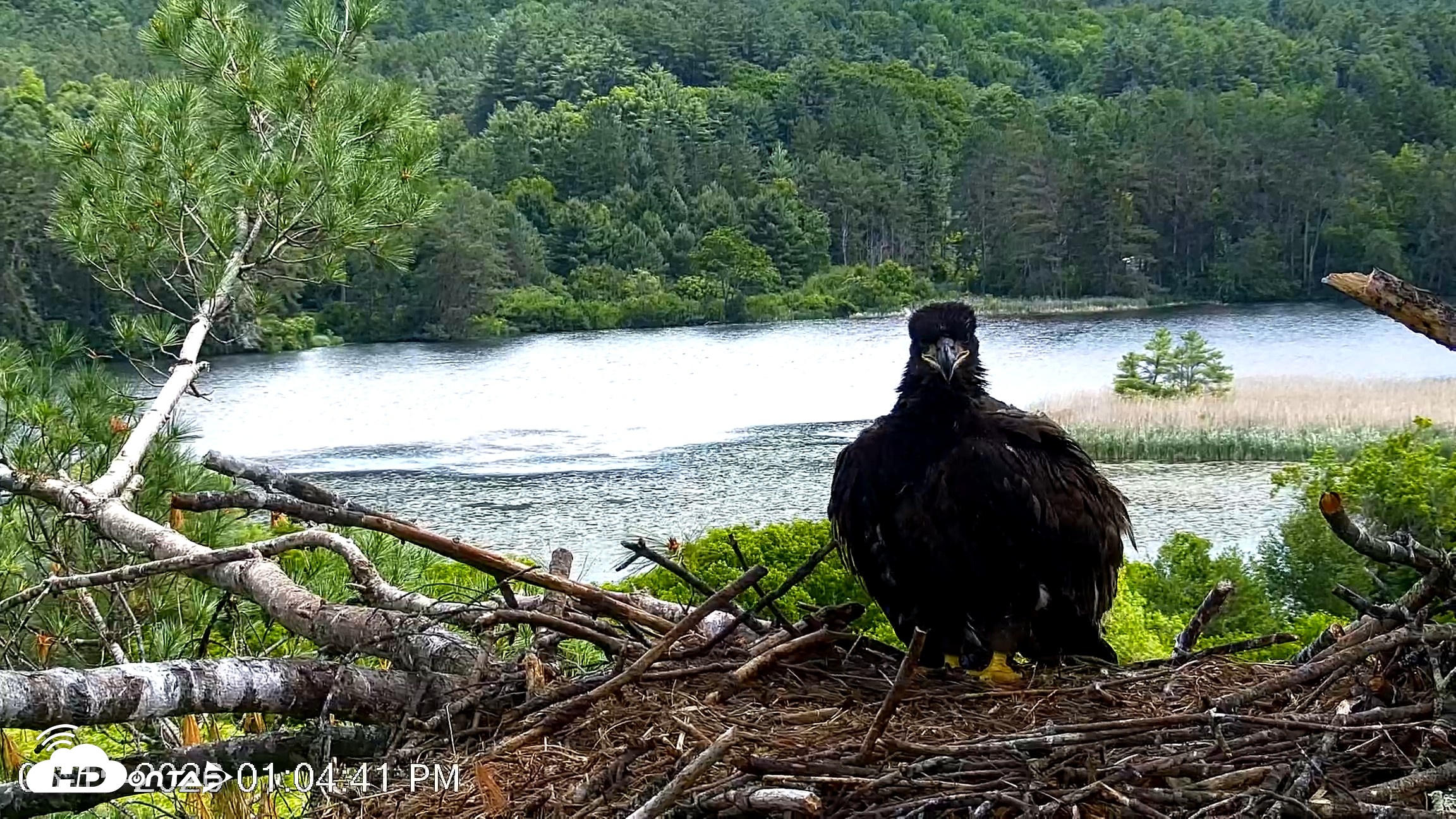 Snapshot of VINS Bald Eagles Nest Live Cams taken Jun 15, 2026, 1:06pm EDT