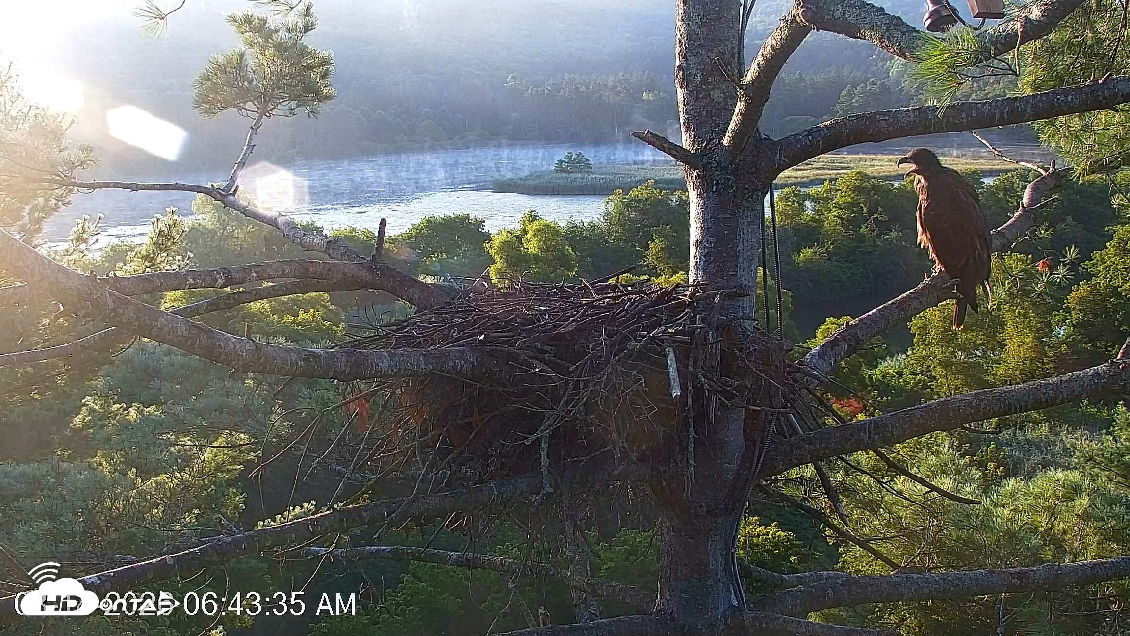 Snapshot of VINS Bald Eagles Nest Live Cams taken Aug 14, 2026, 6:46am EDT
