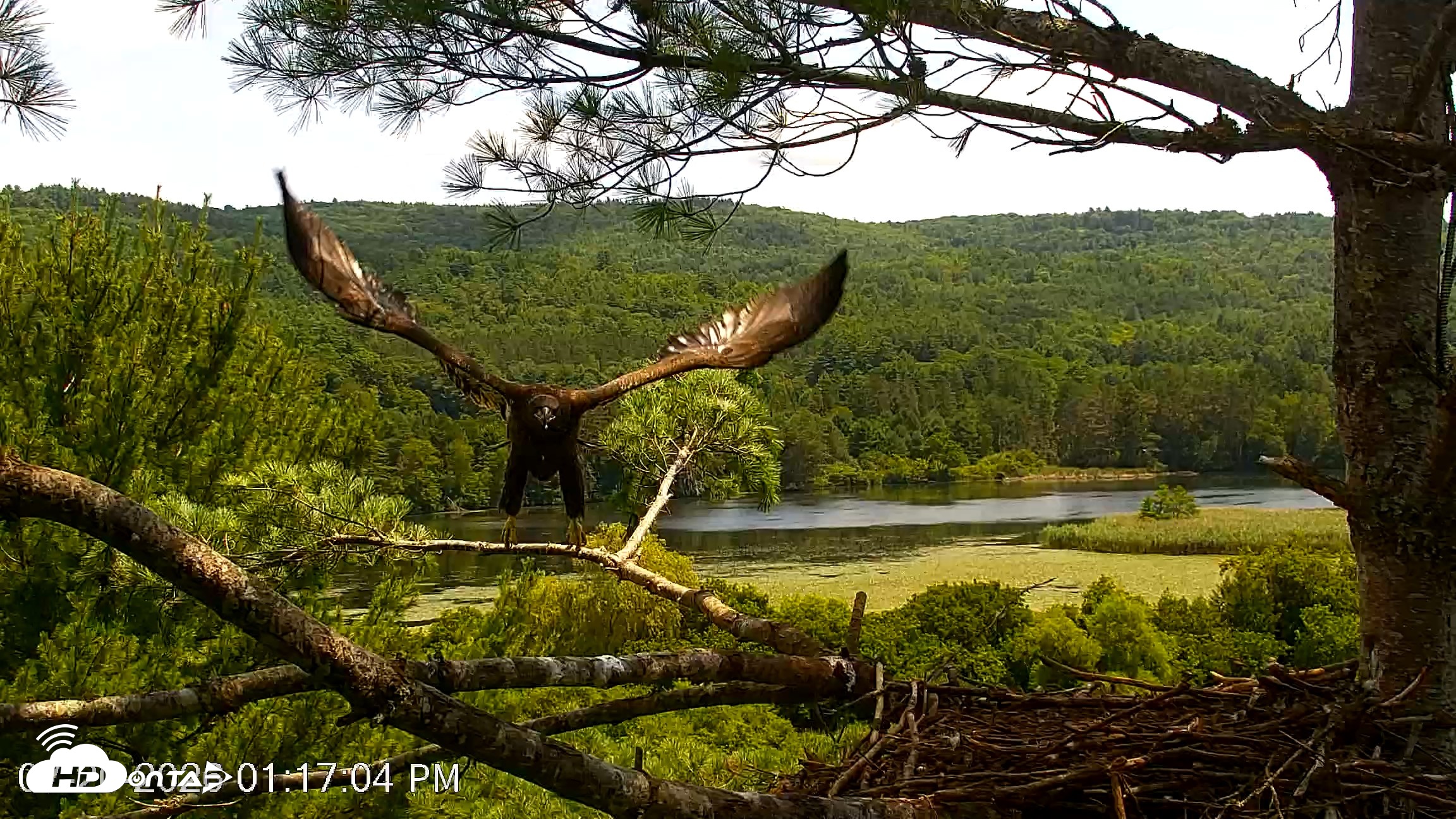 Snapshot of VINS Bald Eagles Nest Live Cams taken Jul 20, 2026, 1:17pm EDT