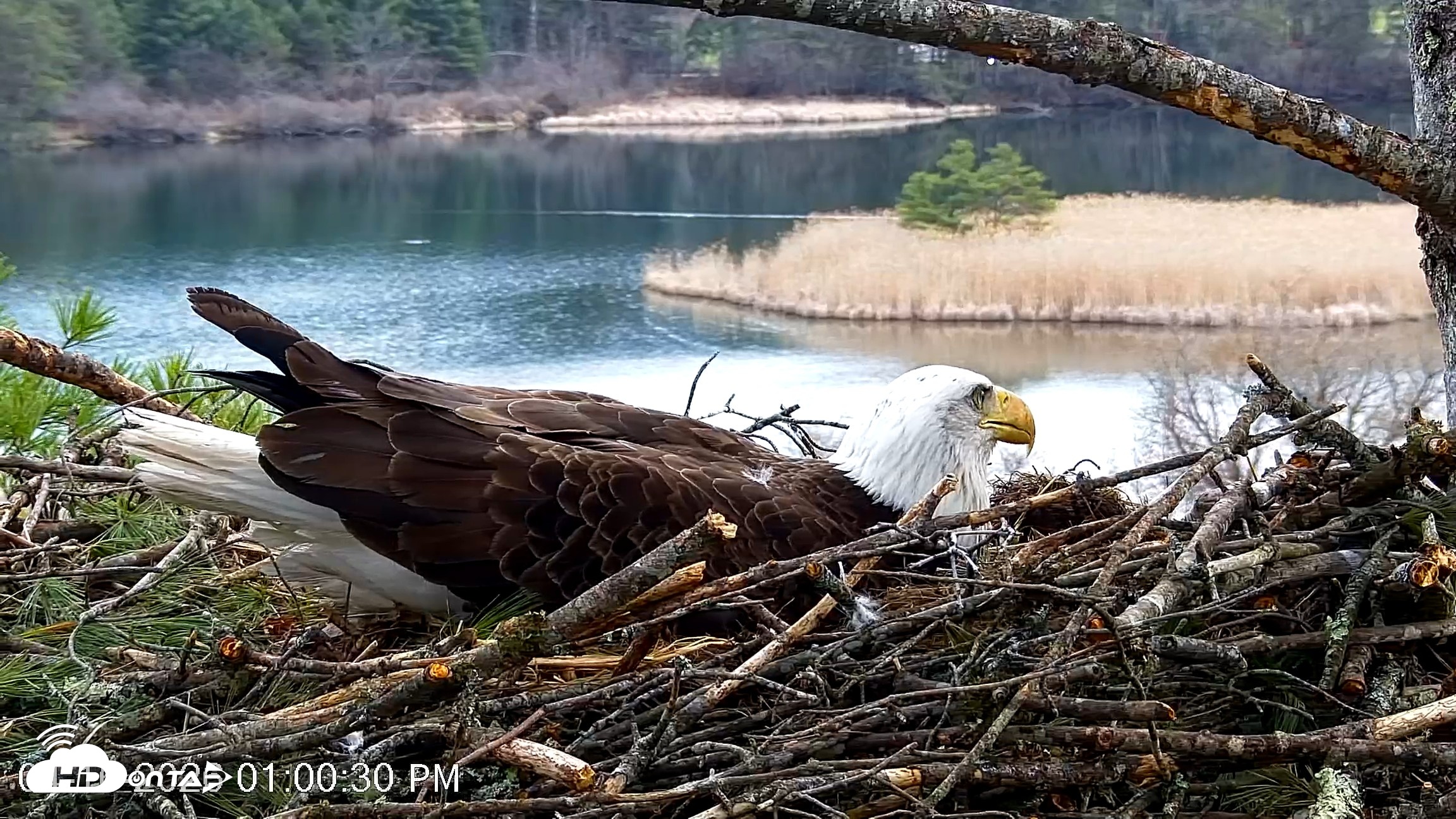 Snapshot of VINS Bald Eagles Nest Live Cams taken Apr 16, 2026, 1:01pm EDT