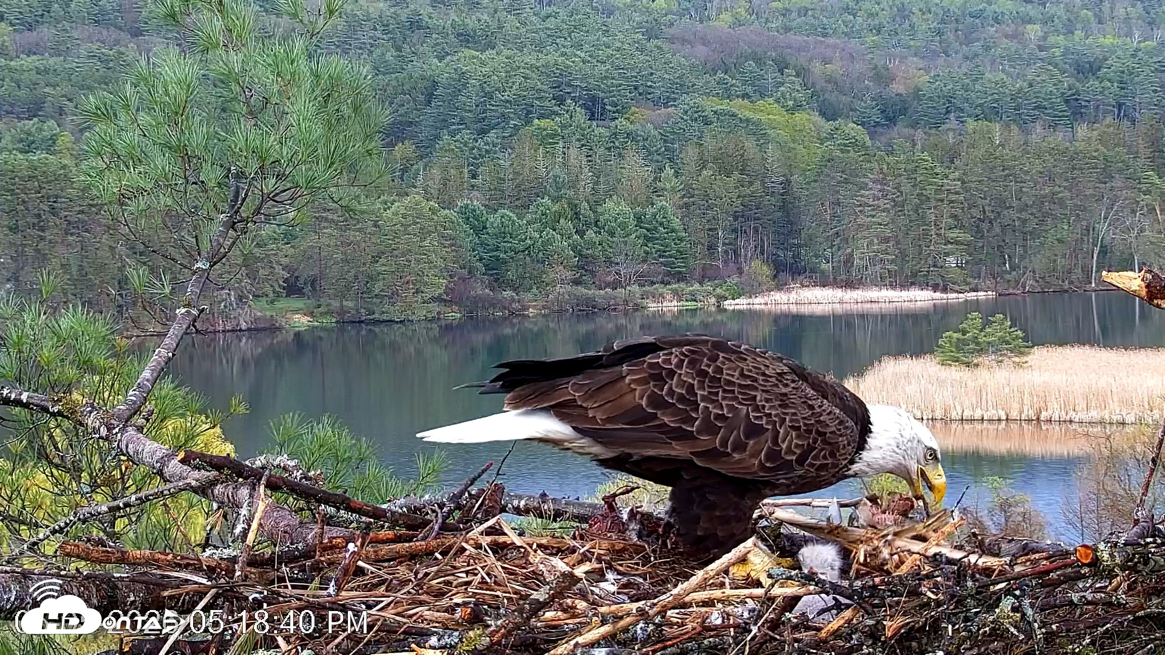 Snapshot of VINS Bald Eagles Nest Live Cams taken May 5, 2026, 5:19pm EDT