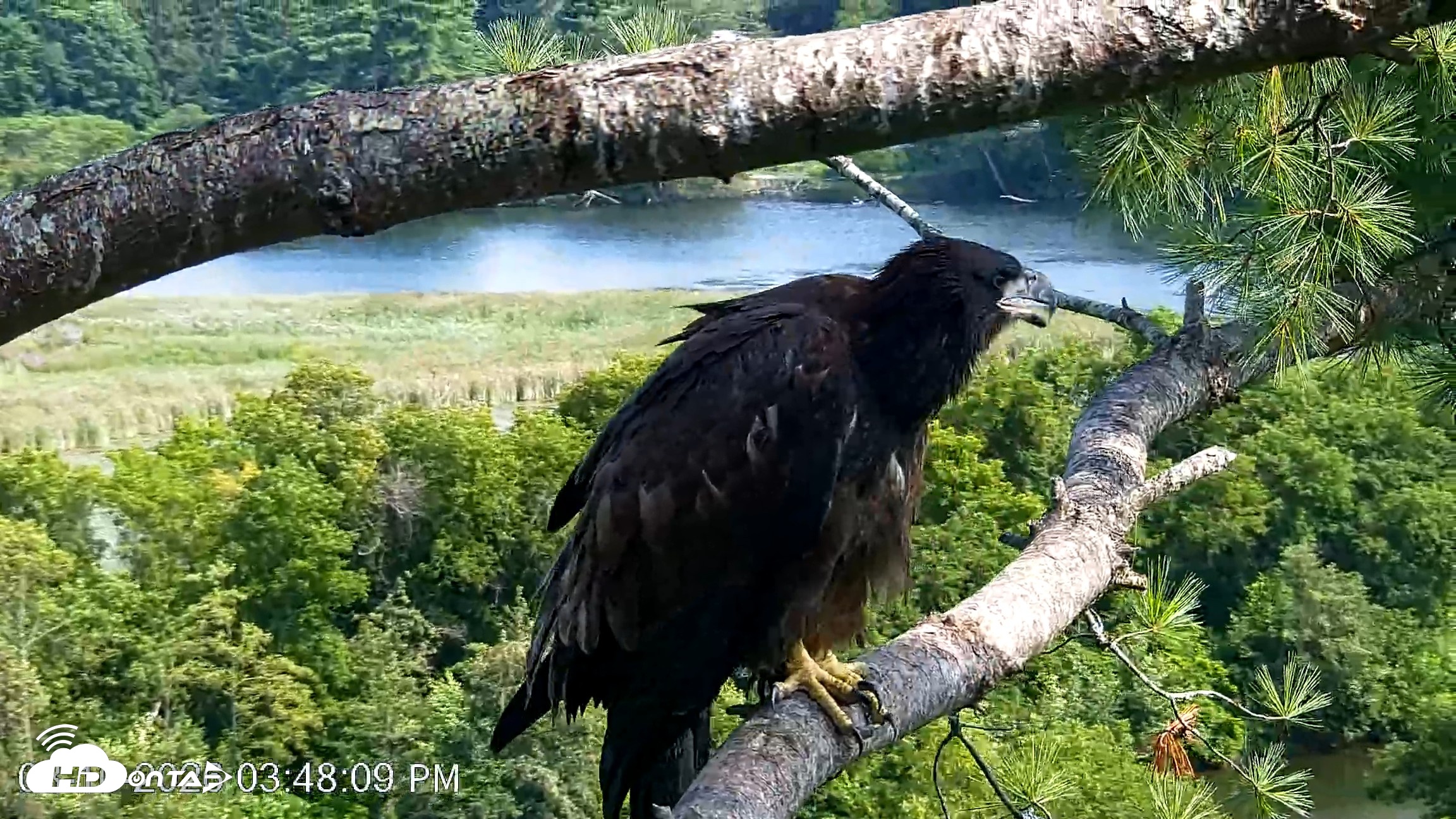 Snapshot of VINS Bald Eagles Nest Live Cams taken Aug 10, 2026, 3:48pm EDT