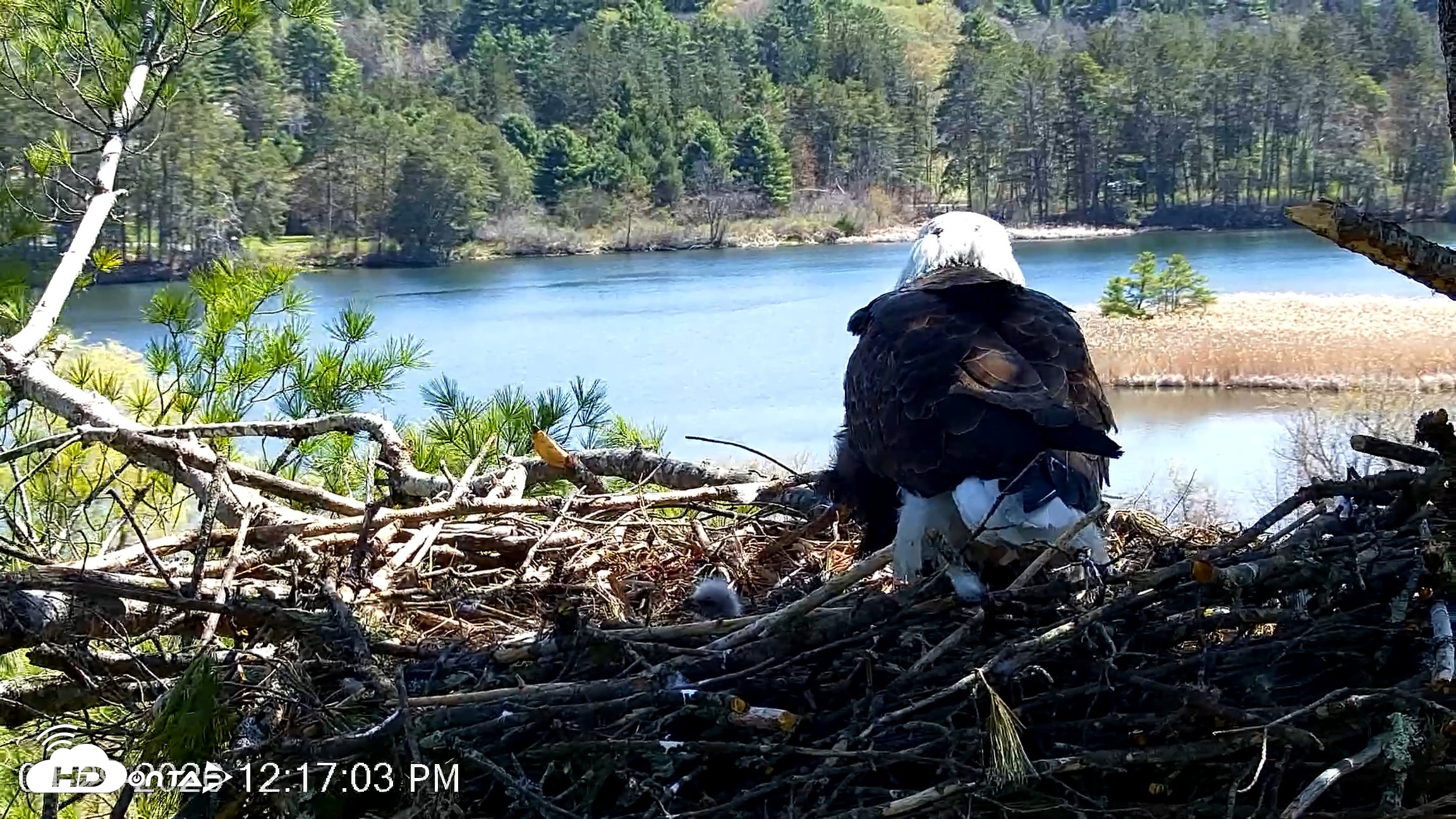 Snapshot of VINS Bald Eagles Nest Live Cams taken Apr 29, 2026, 12:18pm EDT