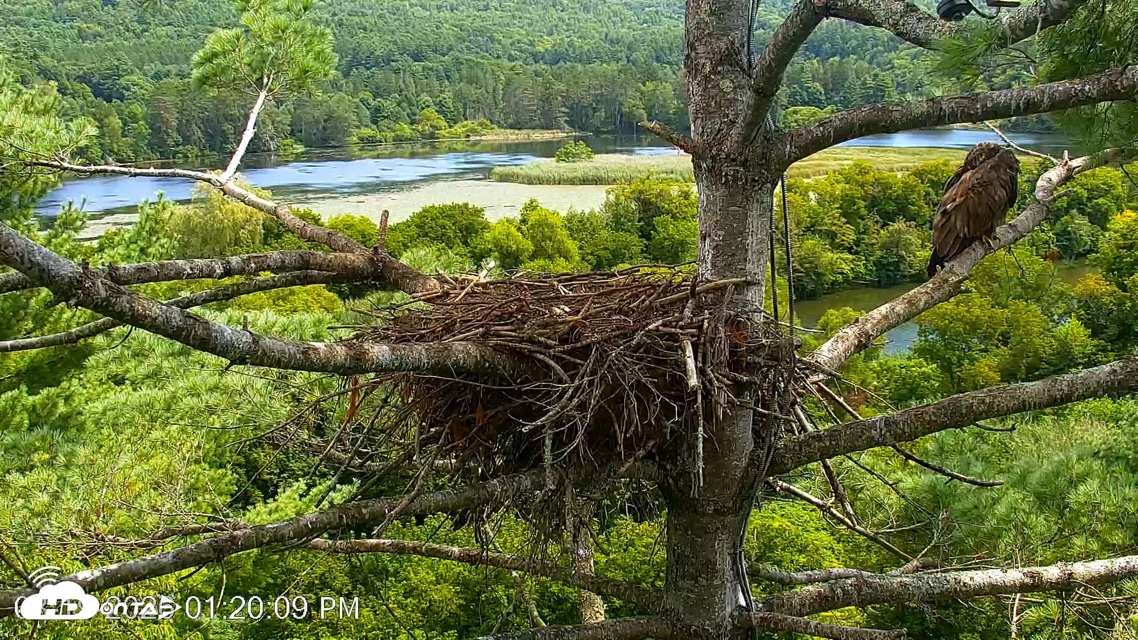 Snapshot of VINS Bald Eagles Nest Live Cams taken Aug 19, 2026, 1:20pm EDT