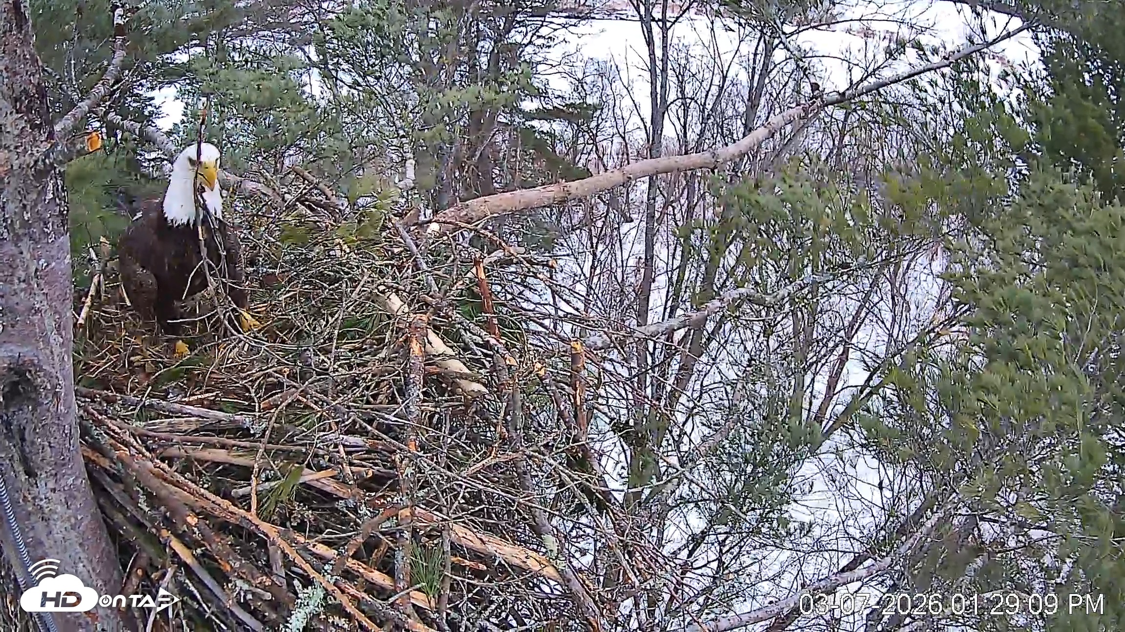 Snapshot of VINS Bald Eagles Nest Live Cams taken Mar 7, 2026, 1:29pm EST