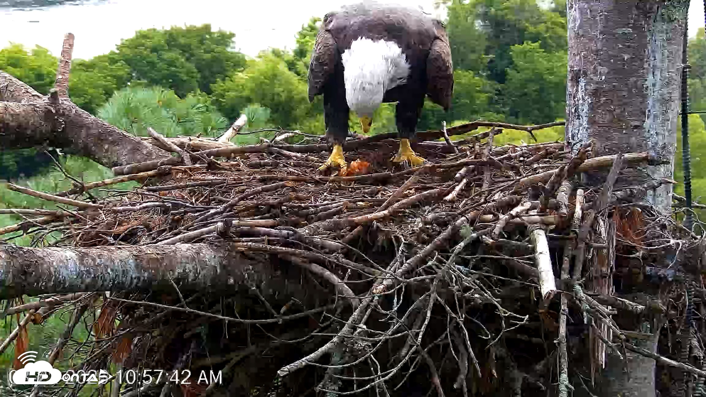 Snapshot of VINS Bald Eagles Nest Live Cams taken Aug 22, 2026, 10:58am EDT