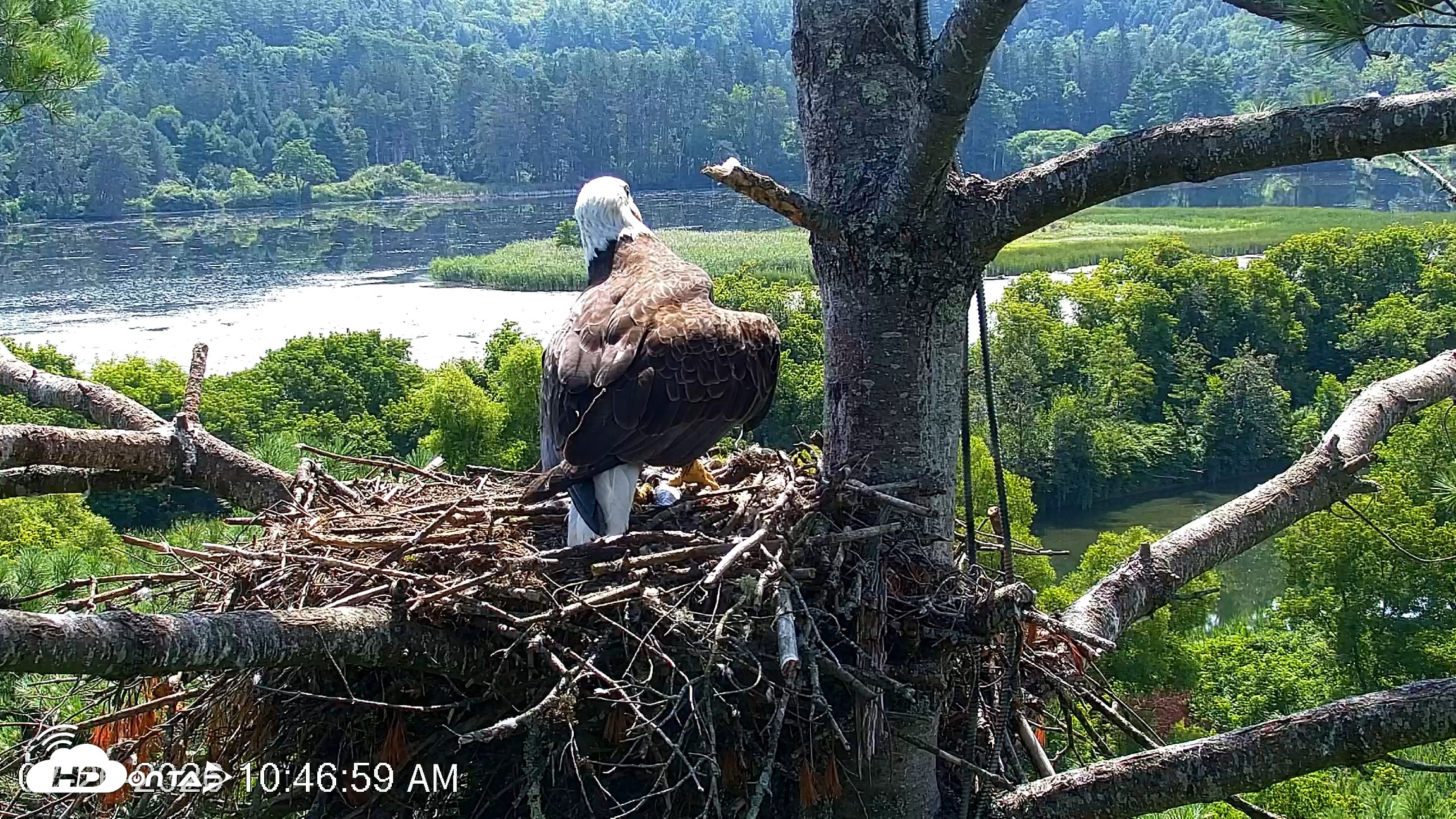 Snapshot of VINS Bald Eagles Nest Live Cams taken Jul 26, 2026, 10:47am EDT