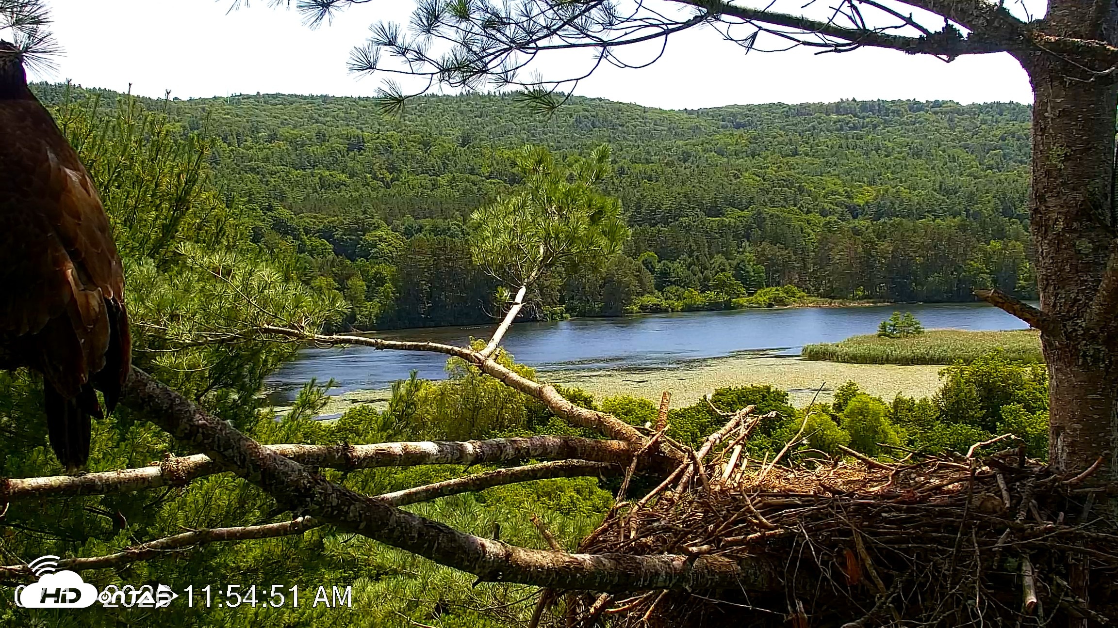 Snapshot of VINS Bald Eagles Nest Live Cams taken Jul 17, 2026, 11:55am EDT