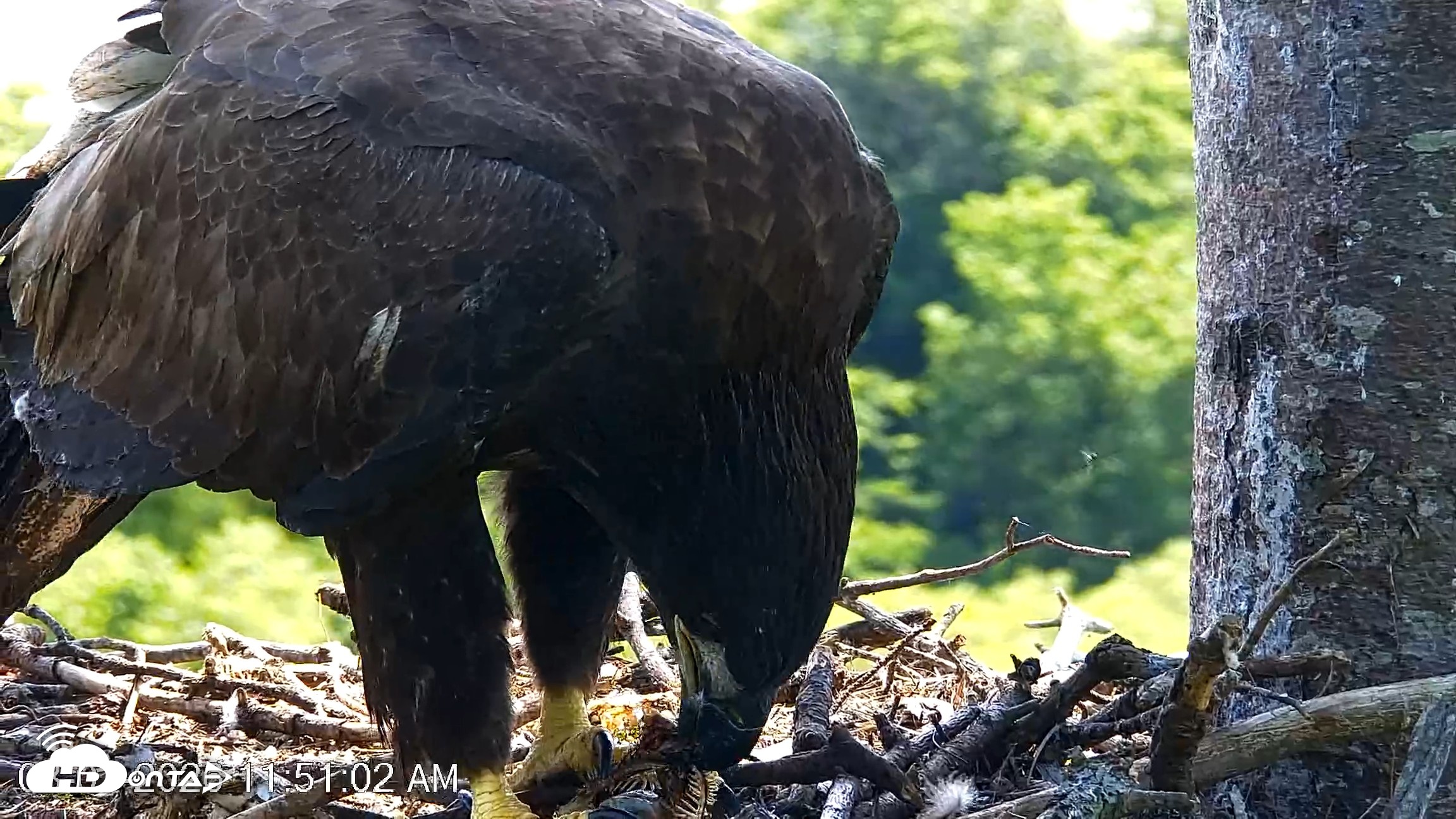 Snapshot of VINS Bald Eagles Nest Live Cams taken Aug 7, 2026, 11:52am EDT