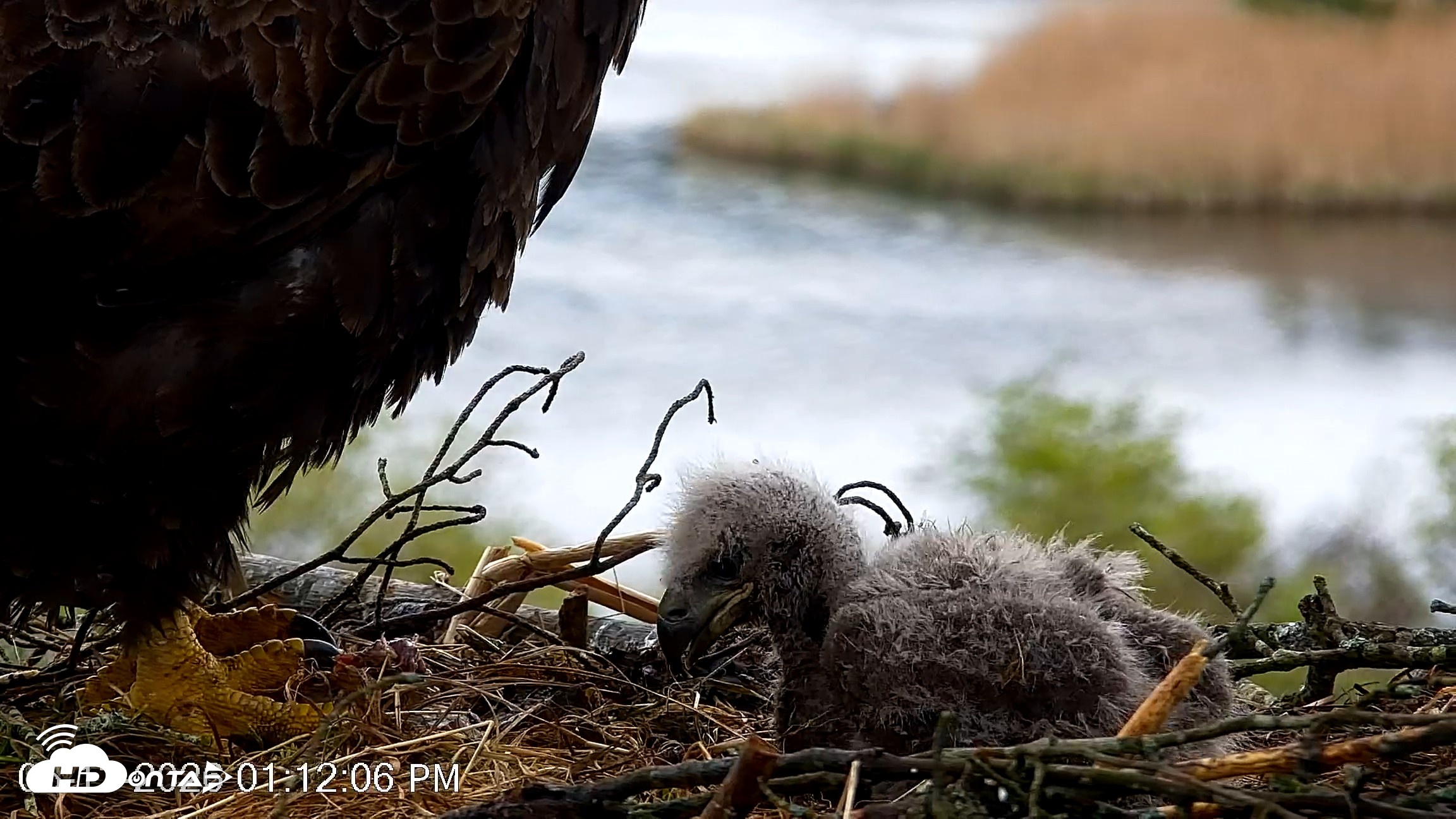 Snapshot of VINS Bald Eagles Nest Live Cams taken May 13, 2026, 1:12pm EDT