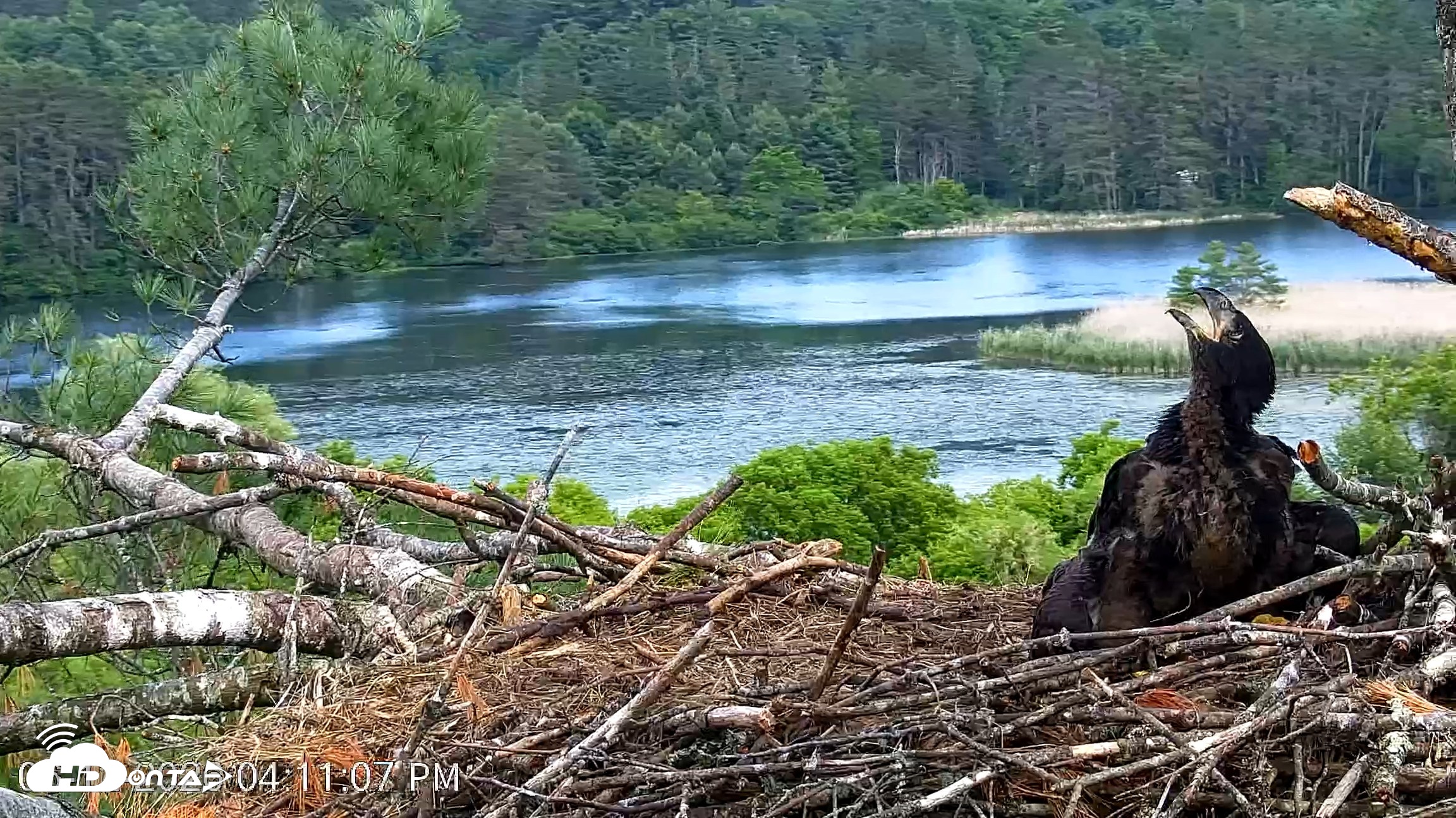 Snapshot of VINS Bald Eagles Nest Live Cams taken Jun 12, 2026, 4:11pm EDT