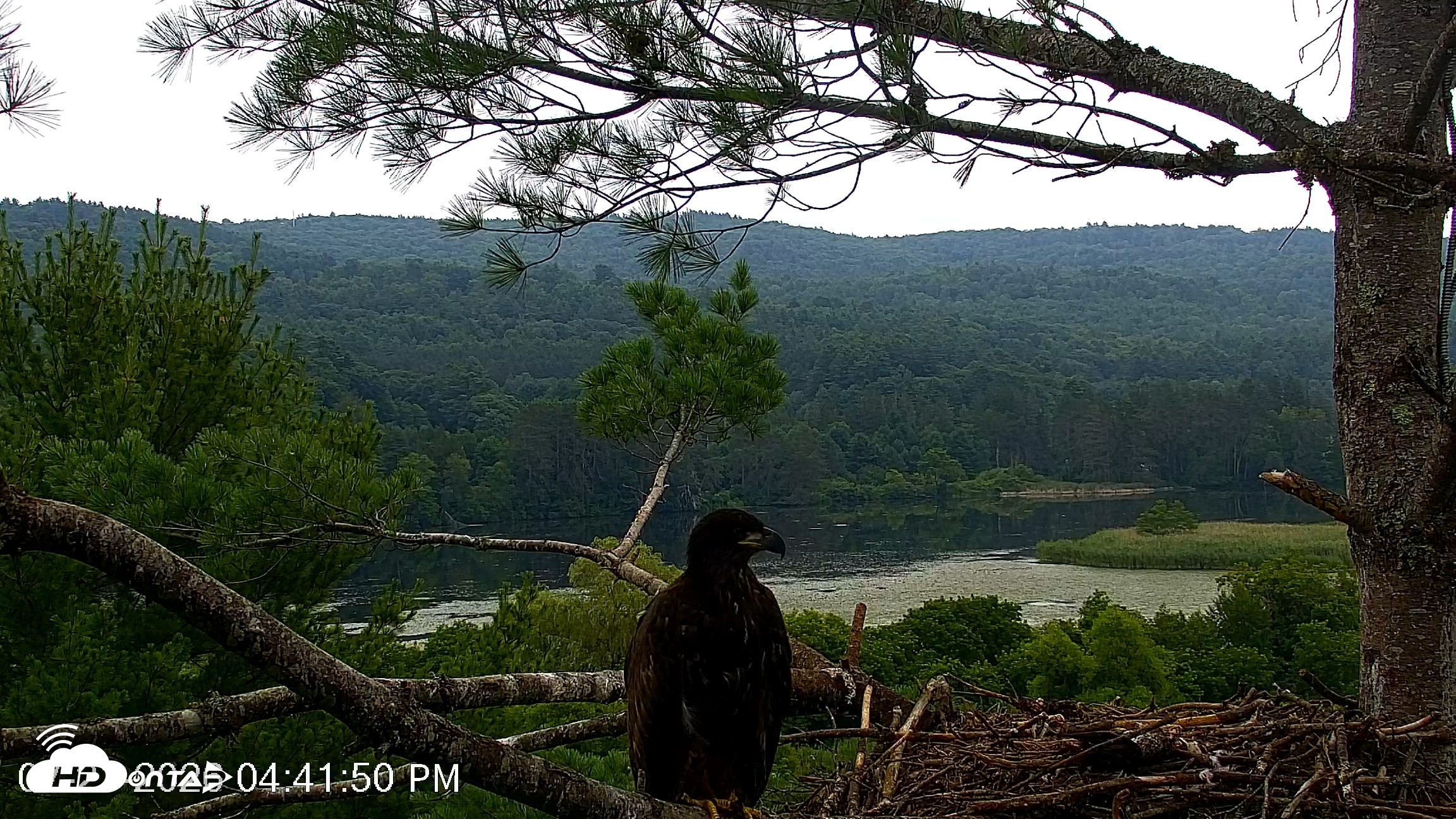 Snapshot of VINS Bald Eagles Nest Live Cams taken Jul 21, 2026, 4:42pm EDT