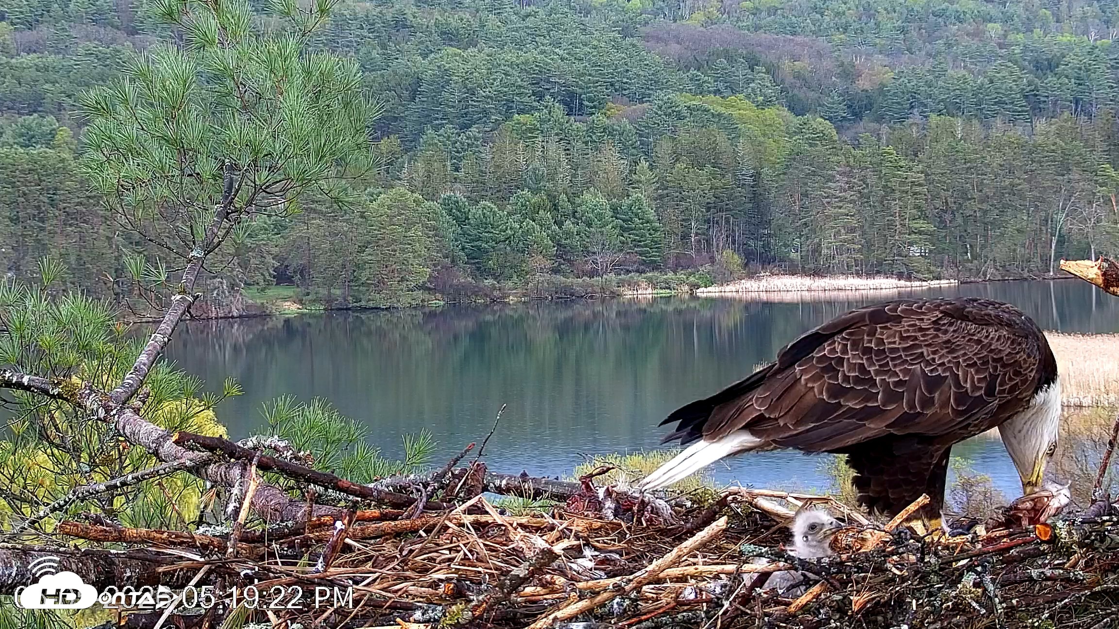 Snapshot of VINS Bald Eagles Nest Live Cams taken May 5, 2026, 5:20pm EDT