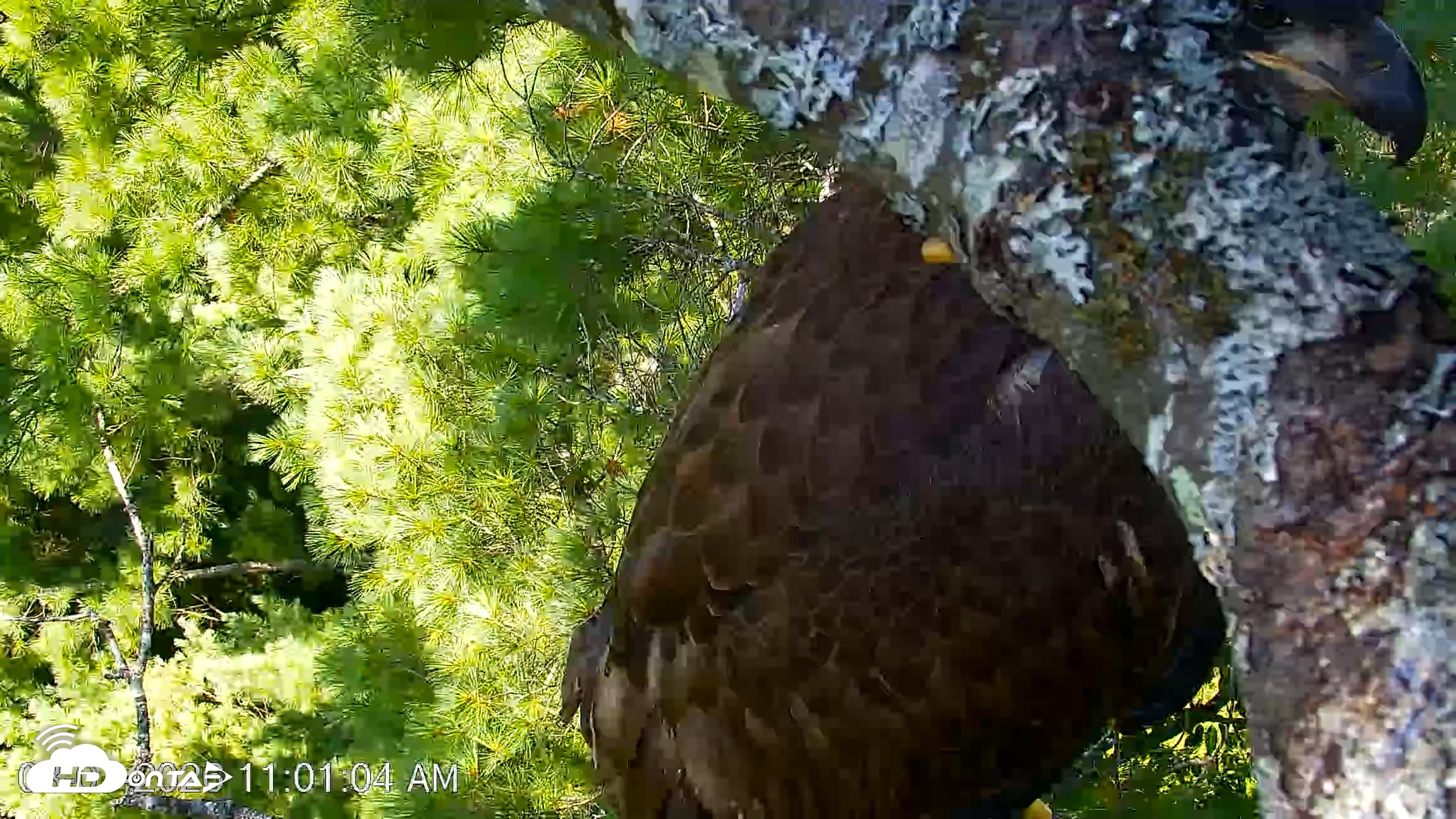 Snapshot of VINS Bald Eagles Nest Live Cams taken Aug 7, 2026, 11:01am EDT