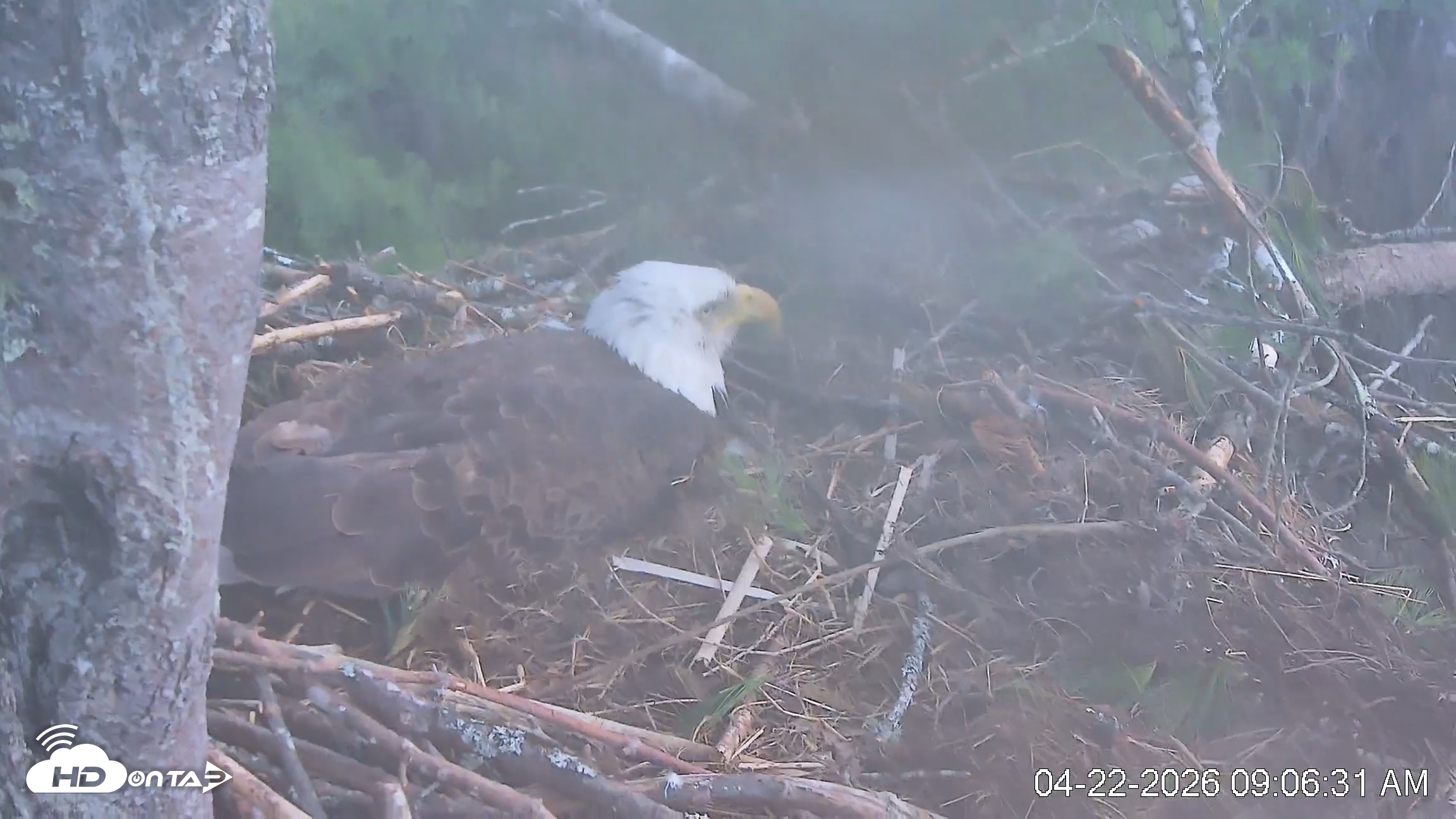 Snapshot of VINS Bald Eagles Nest Live Cams taken Apr 22, 2026, 9:07am EDT