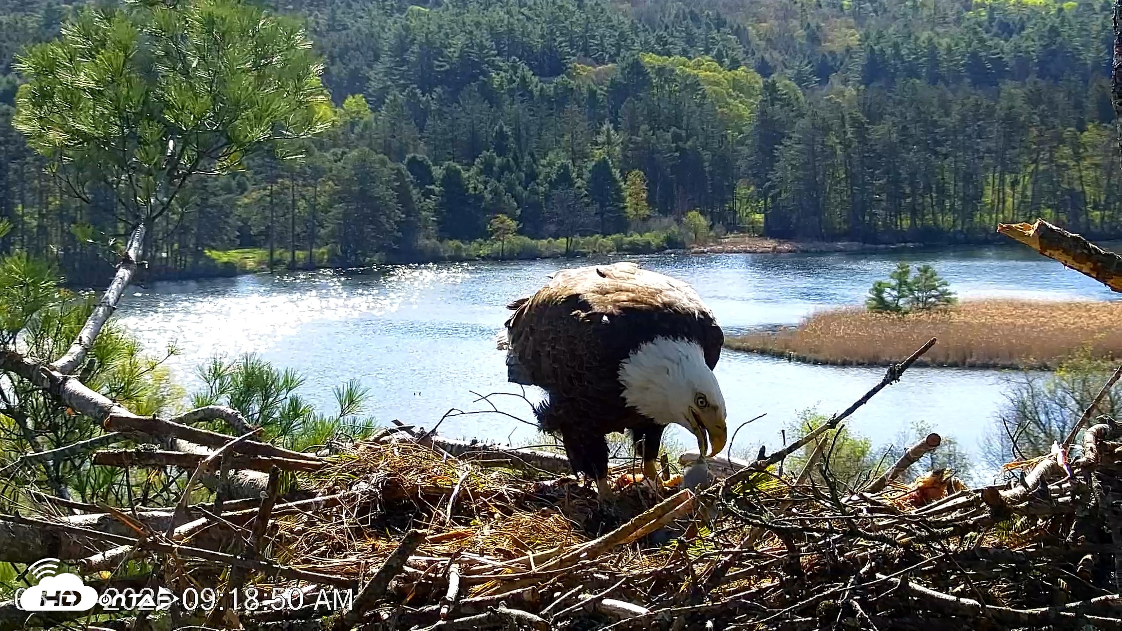 Snapshot of VINS Bald Eagles Nest Live Cams taken May 7, 2026, 9:19am EDT