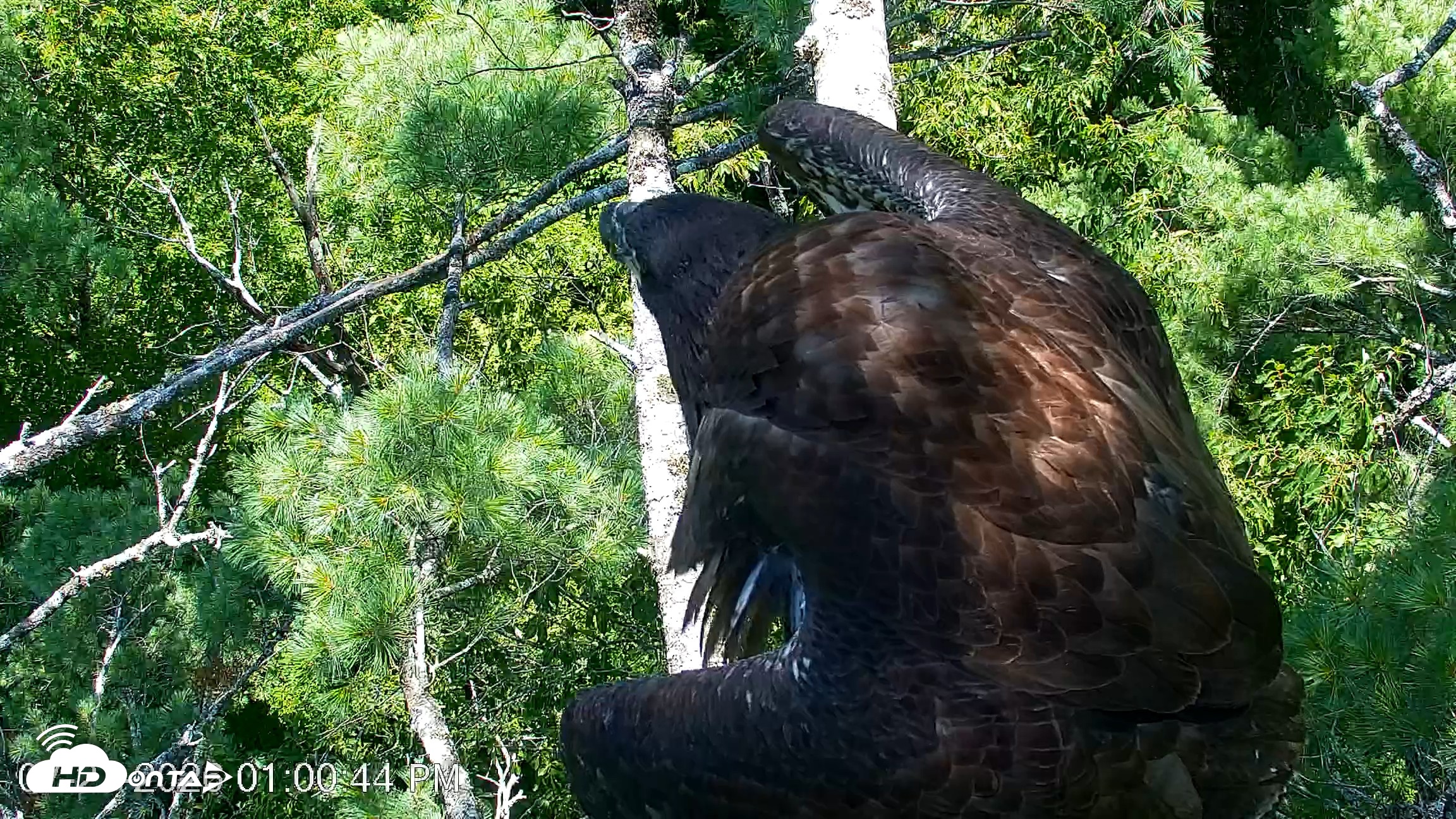 Snapshot of VINS Bald Eagles Nest Live Cams taken Jul 27, 2026, 1:01pm EDT
