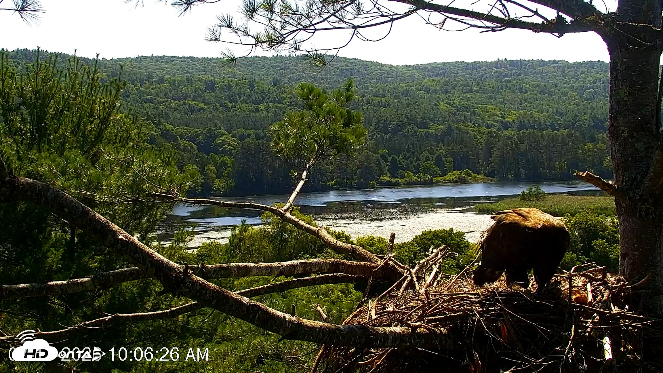Snapshot of VINS Bald Eagles Nest Live Cams taken Jul 17, 2026, 10:07am EDT