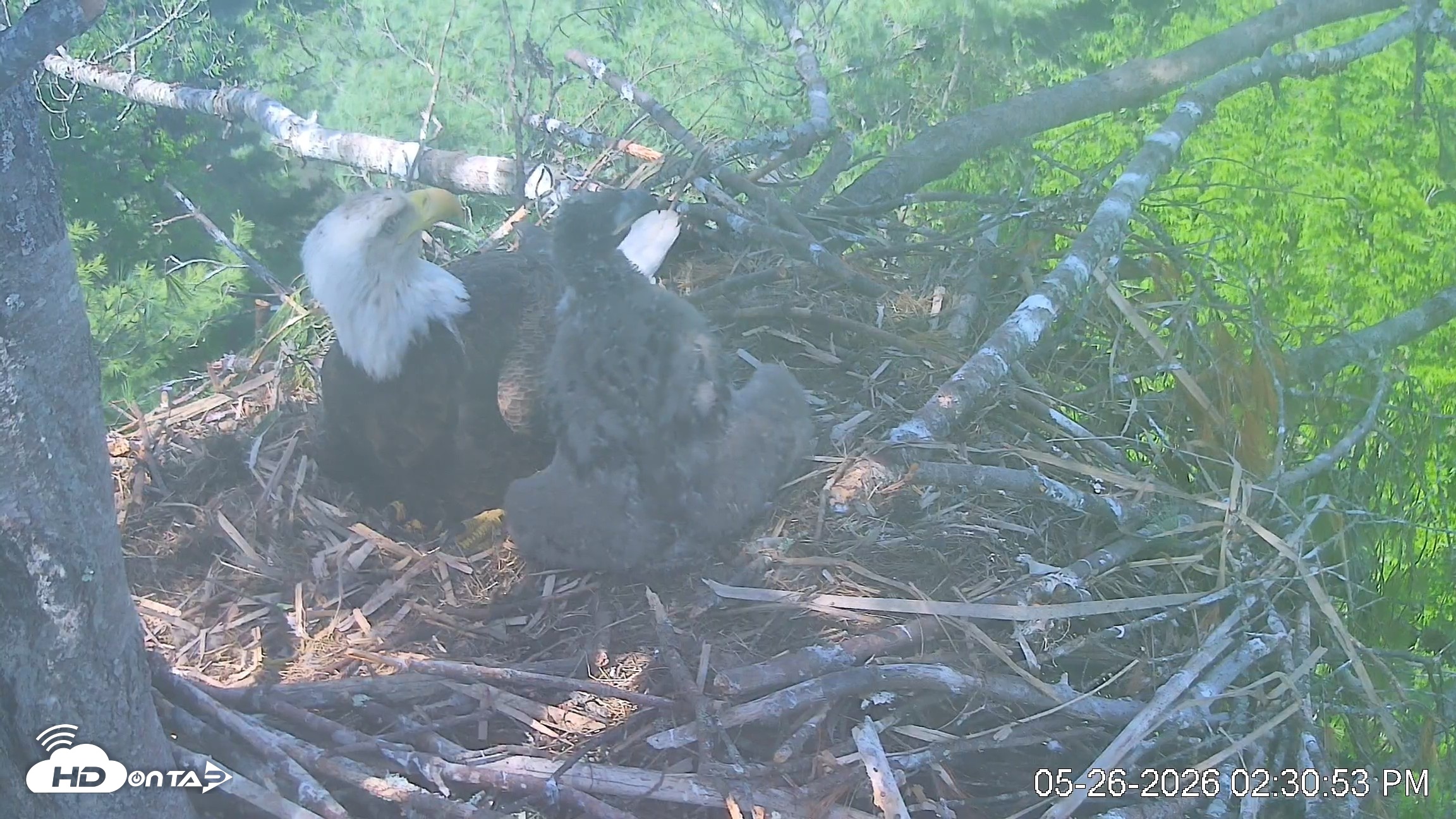 Snapshot of VINS Bald Eagles Nest Live Cams taken May 26, 2026, 2:31pm EDT