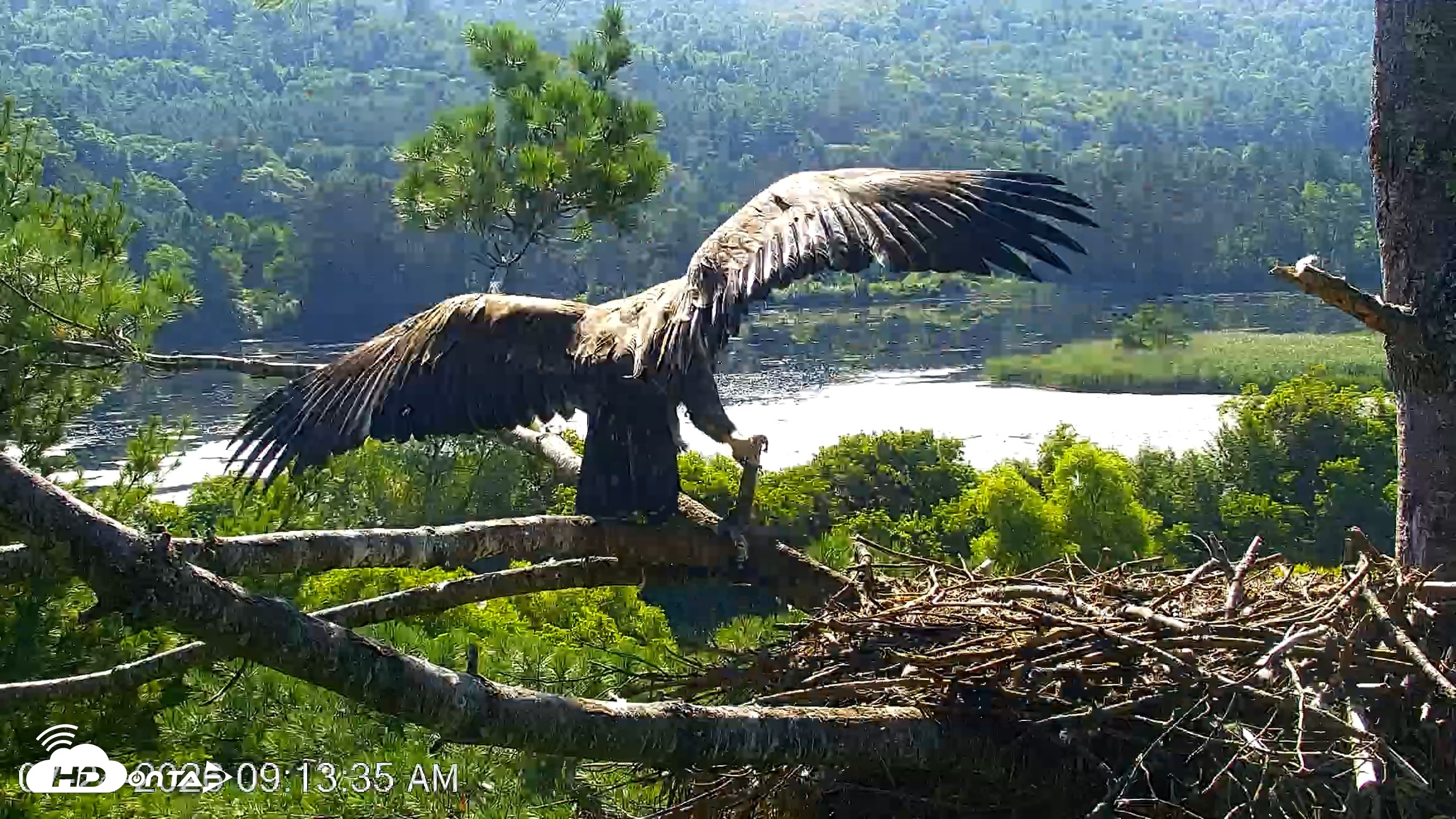 Snapshot of VINS Bald Eagles Nest Live Cams taken Jul 24, 2026, 9:13am EDT