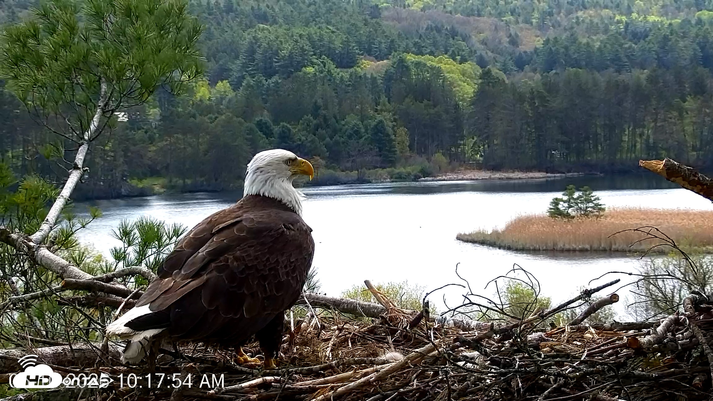 Snapshot of VINS Bald Eagles Nest Live Cams taken May 10, 2026, 10:18am EDT