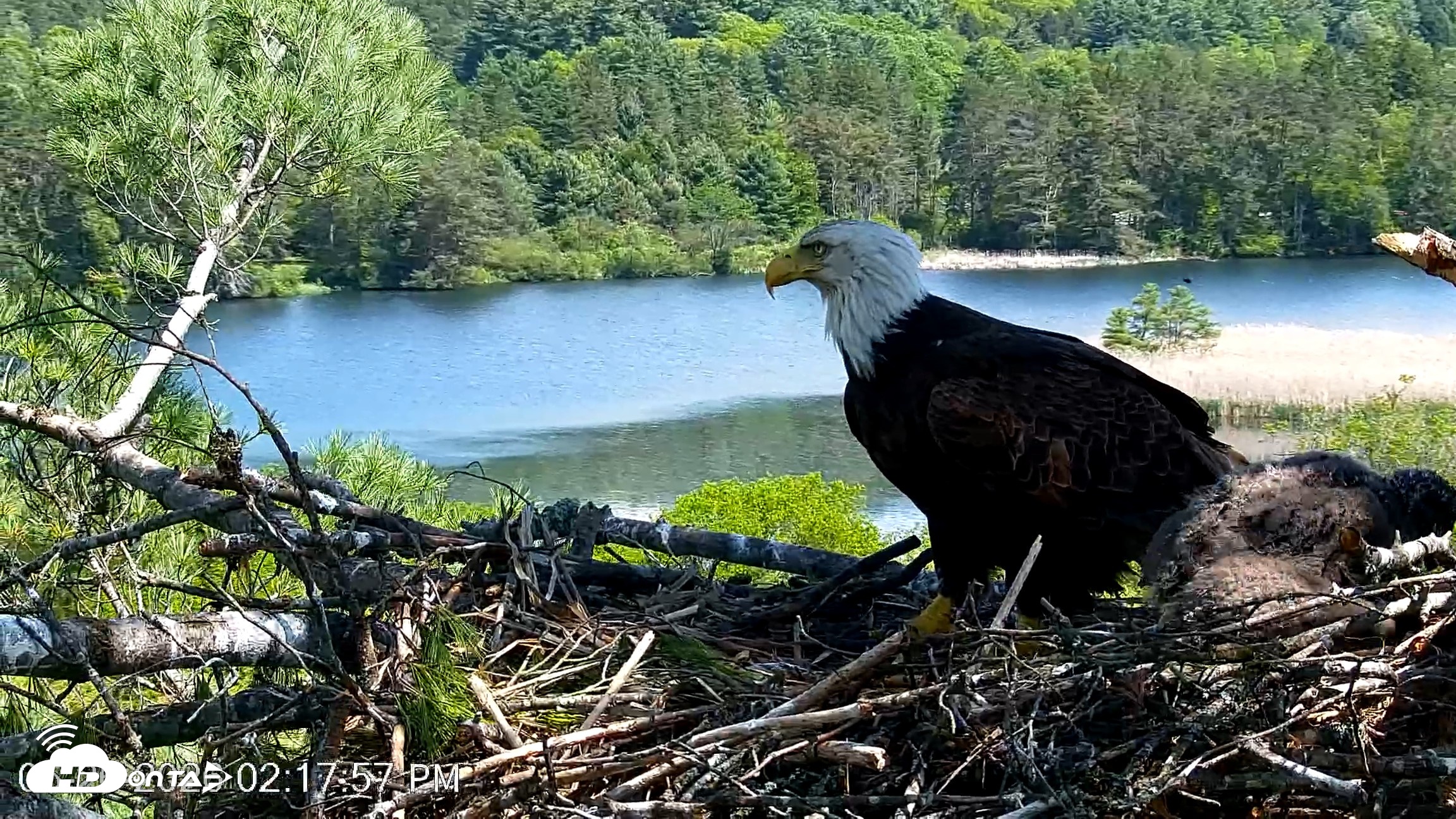 Snapshot of VINS Bald Eagles Nest Live Cams taken May 26, 2026, 2:18pm EDT