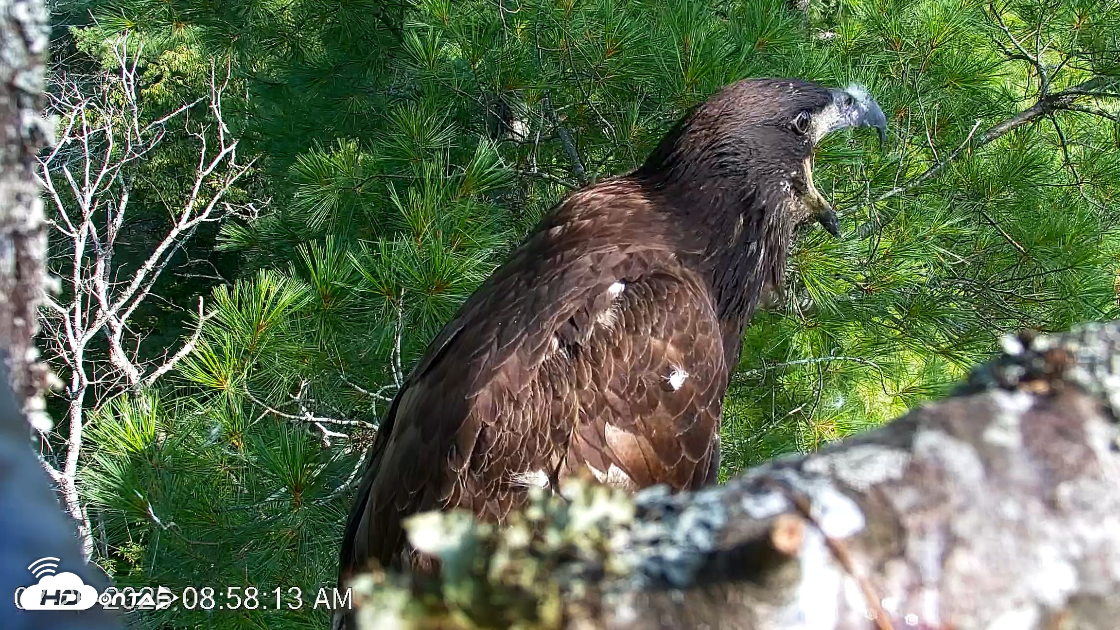 Snapshot of VINS Bald Eagles Nest Live Cams taken Jul 26, 2026, 8:59am EDT