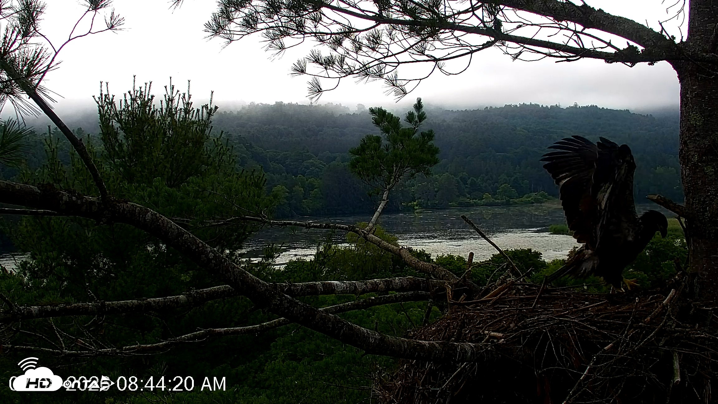 Snapshot of VINS Bald Eagles Nest Live Cams taken Jul 8, 2026, 8:45am EDT