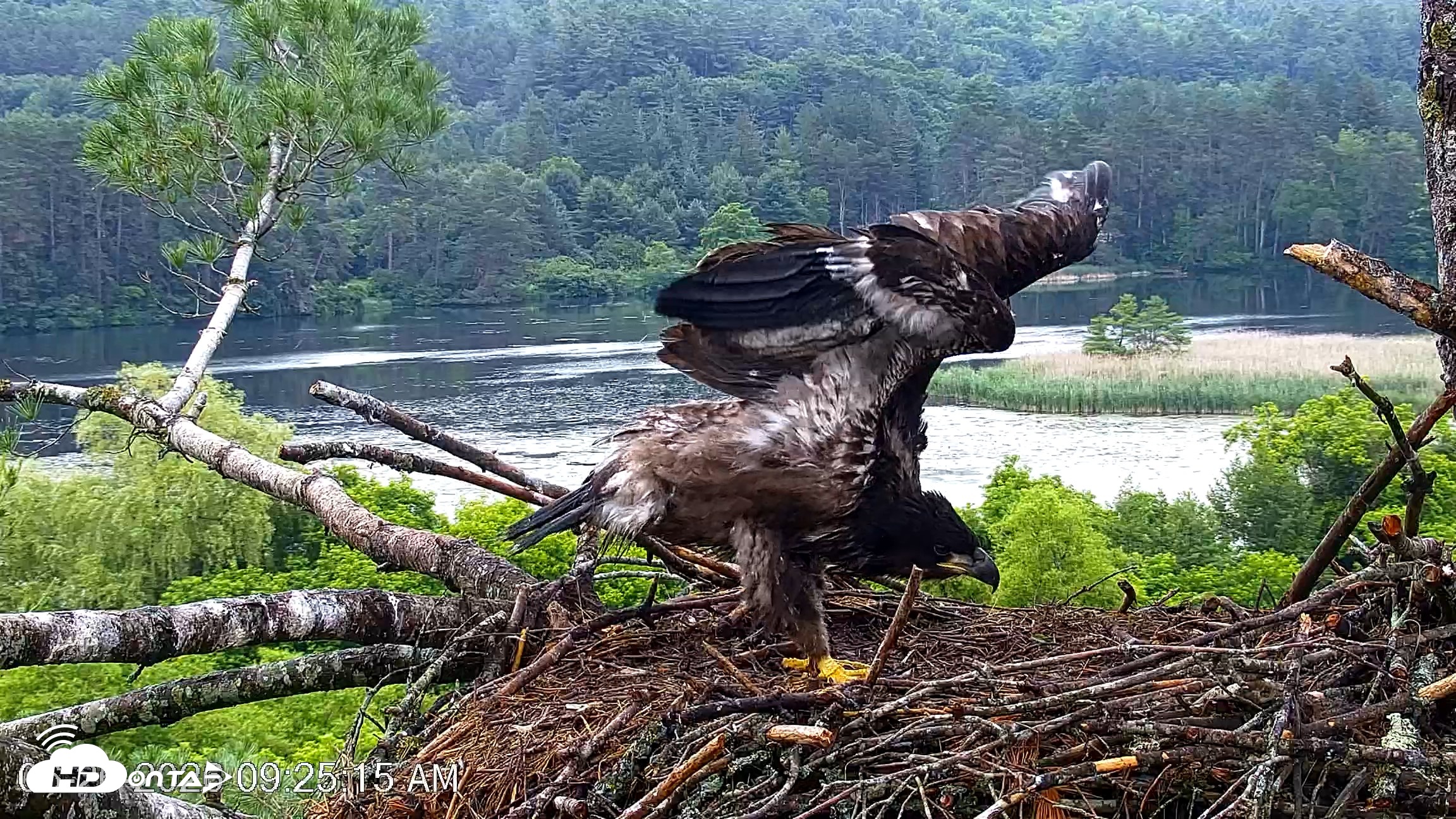 Snapshot of VINS Bald Eagles Nest Live Cams taken Jun 26, 2026, 9:25am EDT