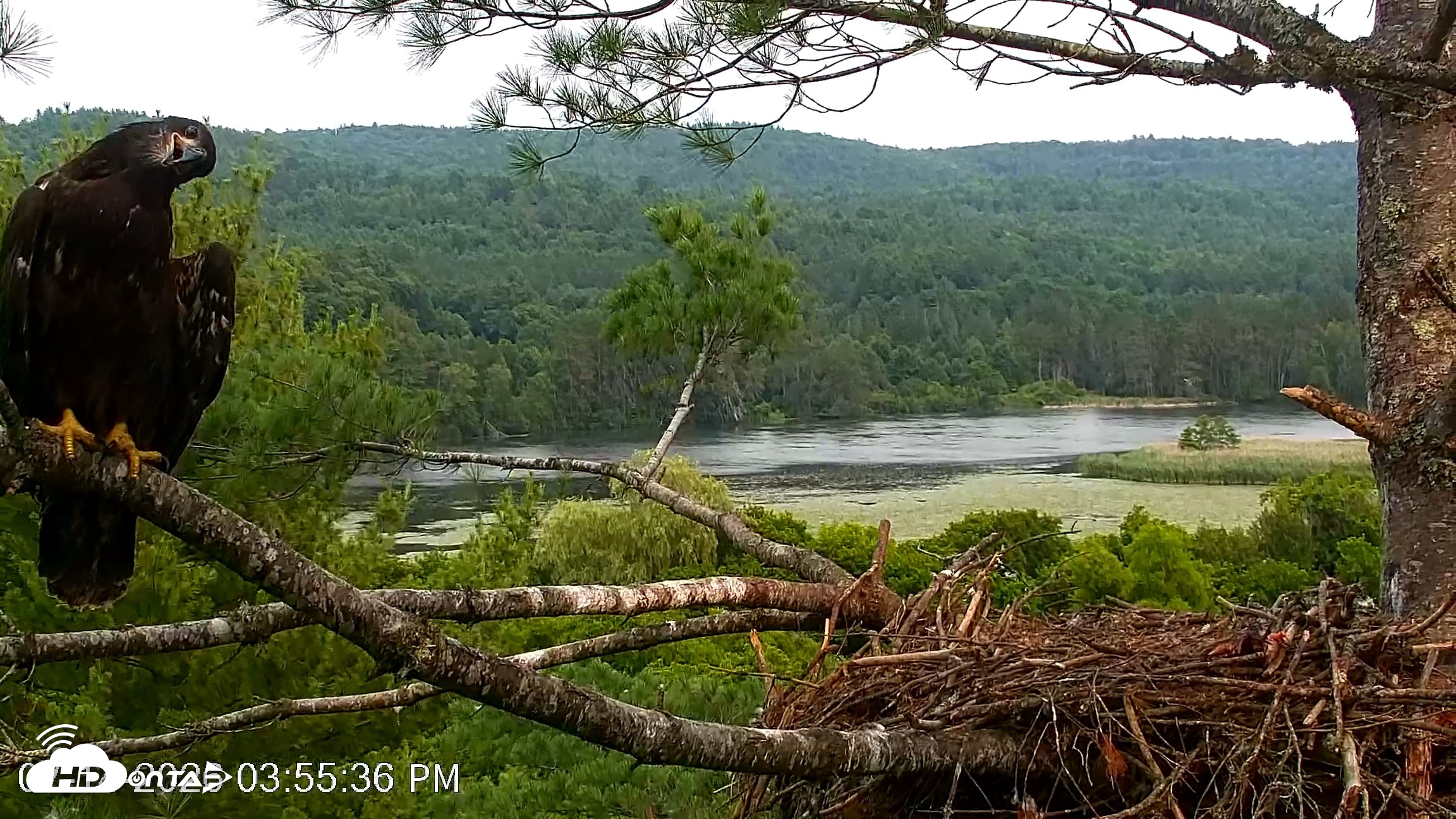Snapshot of VINS Bald Eagles Nest Live Cams taken Jul 14, 2026, 3:56pm EDT