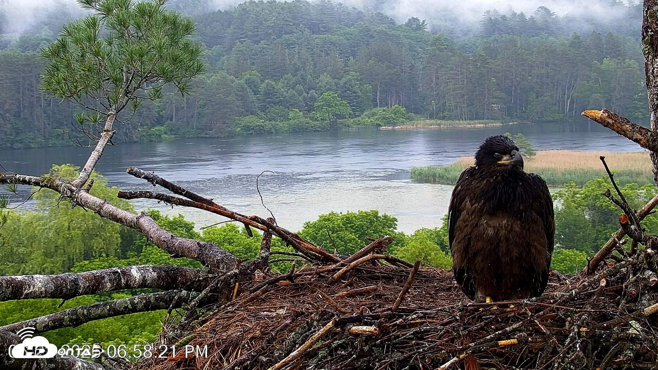 Snapshot of VINS Bald Eagles Nest Live Cams taken Jun 22, 2026, 6:59pm EDT