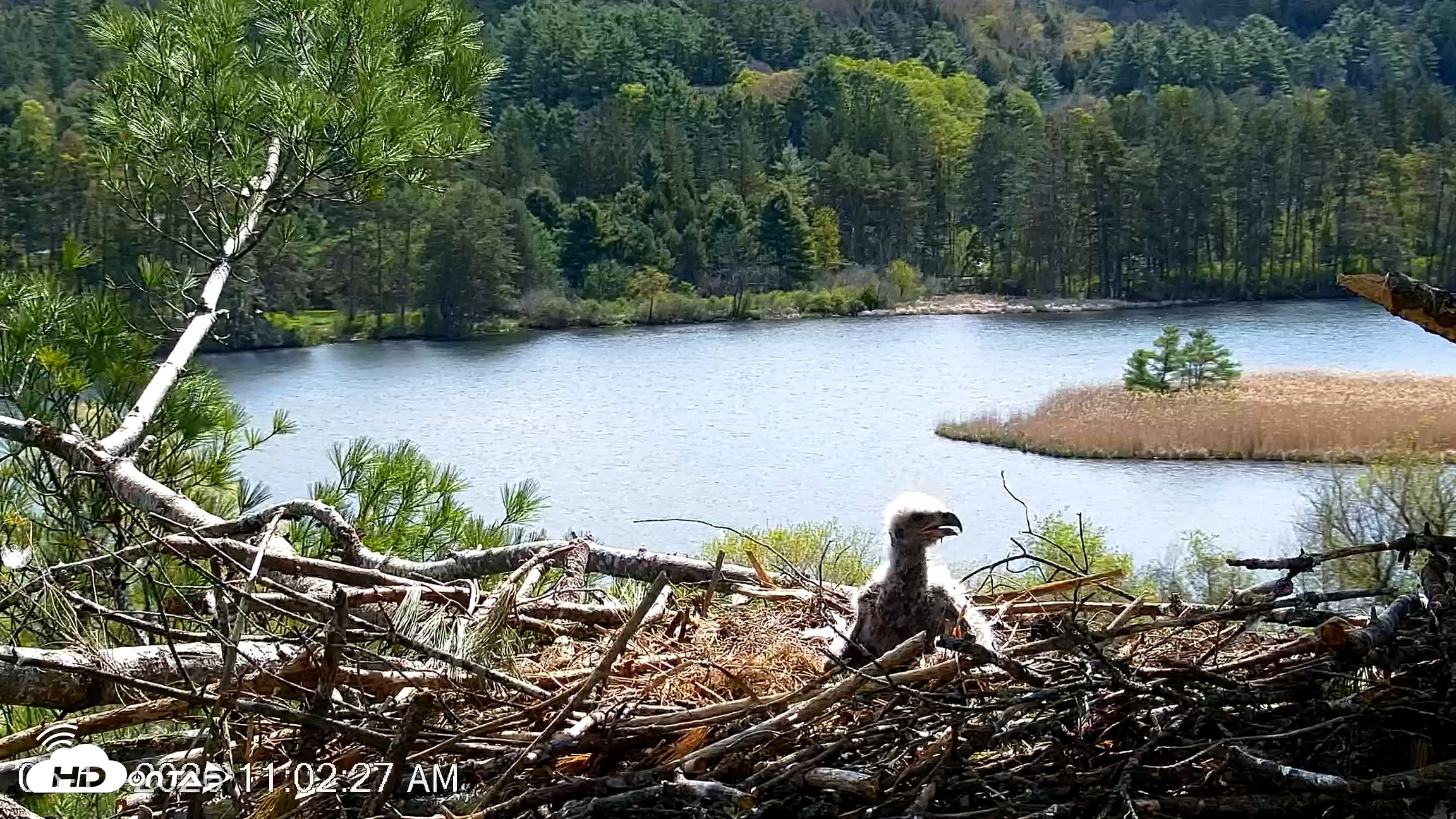 Snapshot of VINS Bald Eagles Nest Live Cams taken May 11, 2026, 11:03am EDT