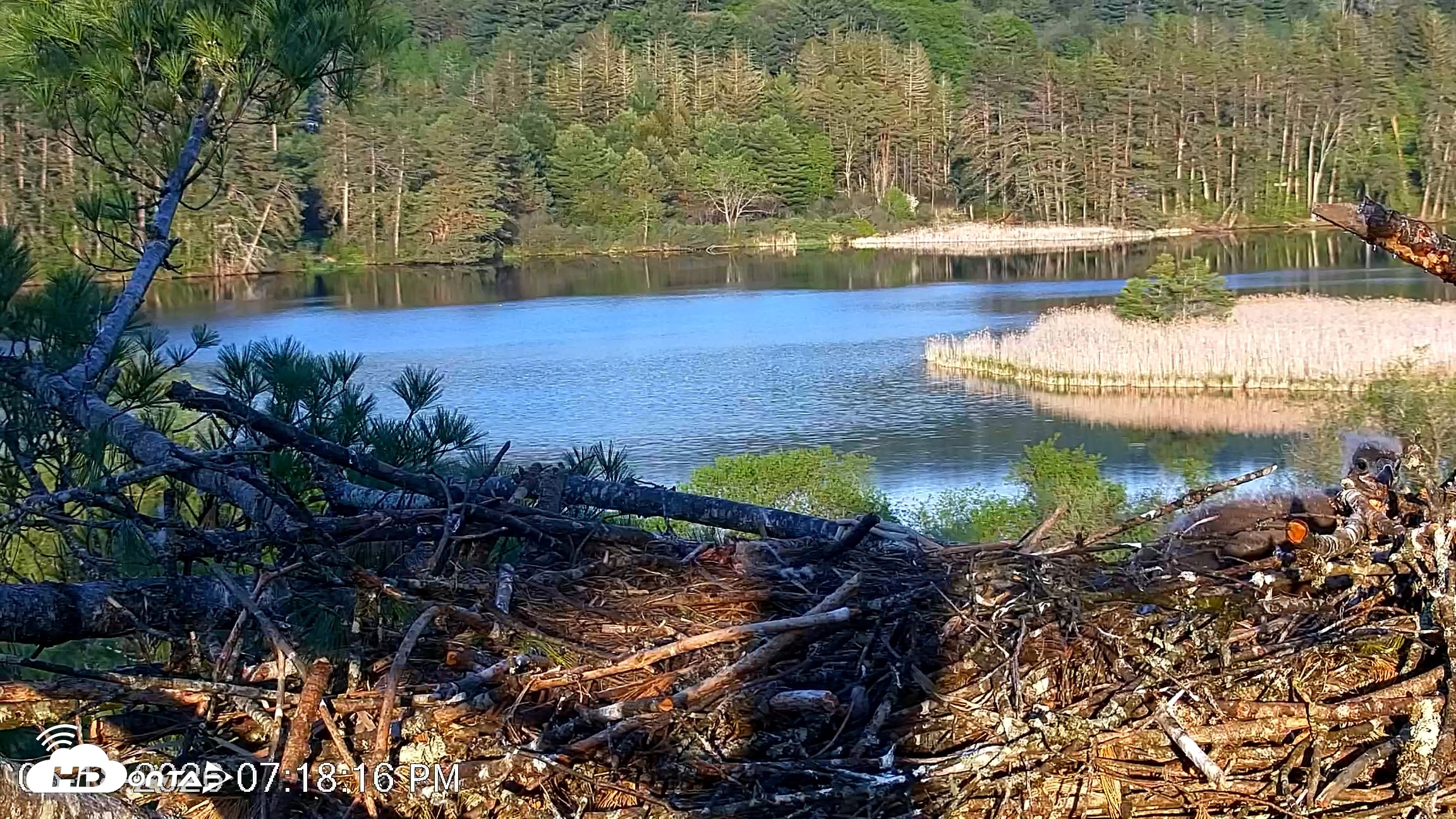 Snapshot of VINS Bald Eagles Nest Live Cams taken May 18, 2026, 7:19pm EDT