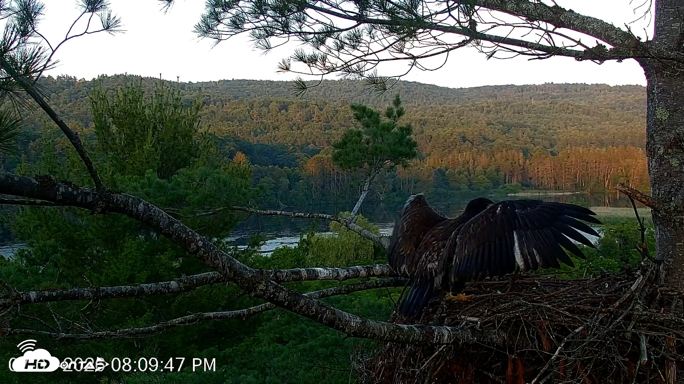 Snapshot of VINS Bald Eagles Nest Live Cams taken Jul 7, 2026, 8:10pm EDT
