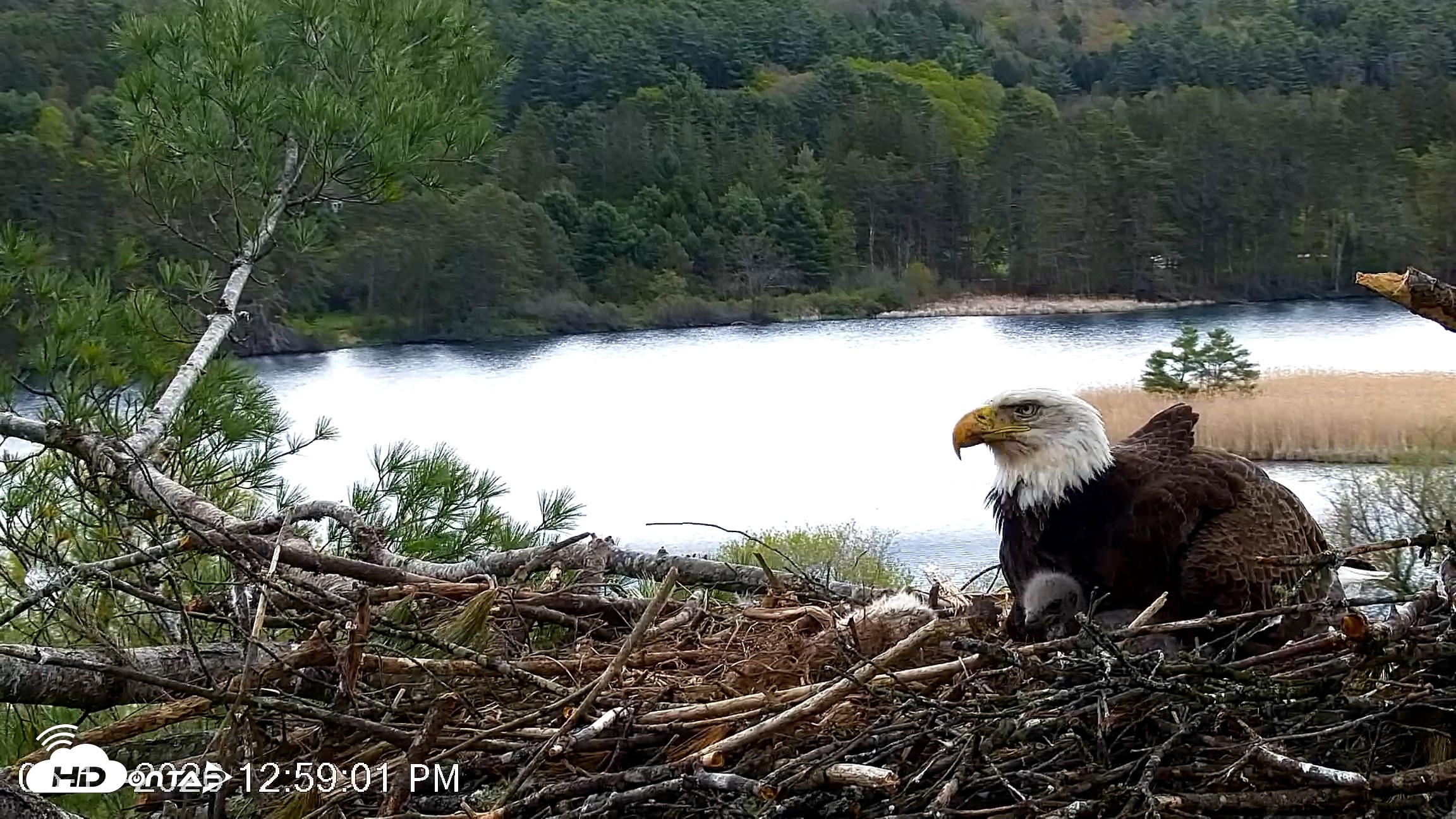 Snapshot of VINS Bald Eagles Nest Live Cams taken May 11, 2026, 12:59pm EDT