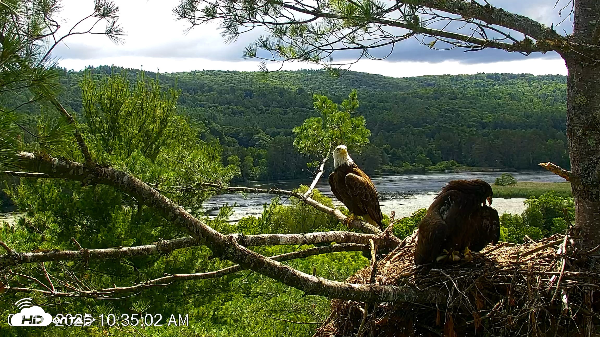 Snapshot of VINS Bald Eagles Nest Live Cams taken Jul 10, 2026, 10:37am EDT