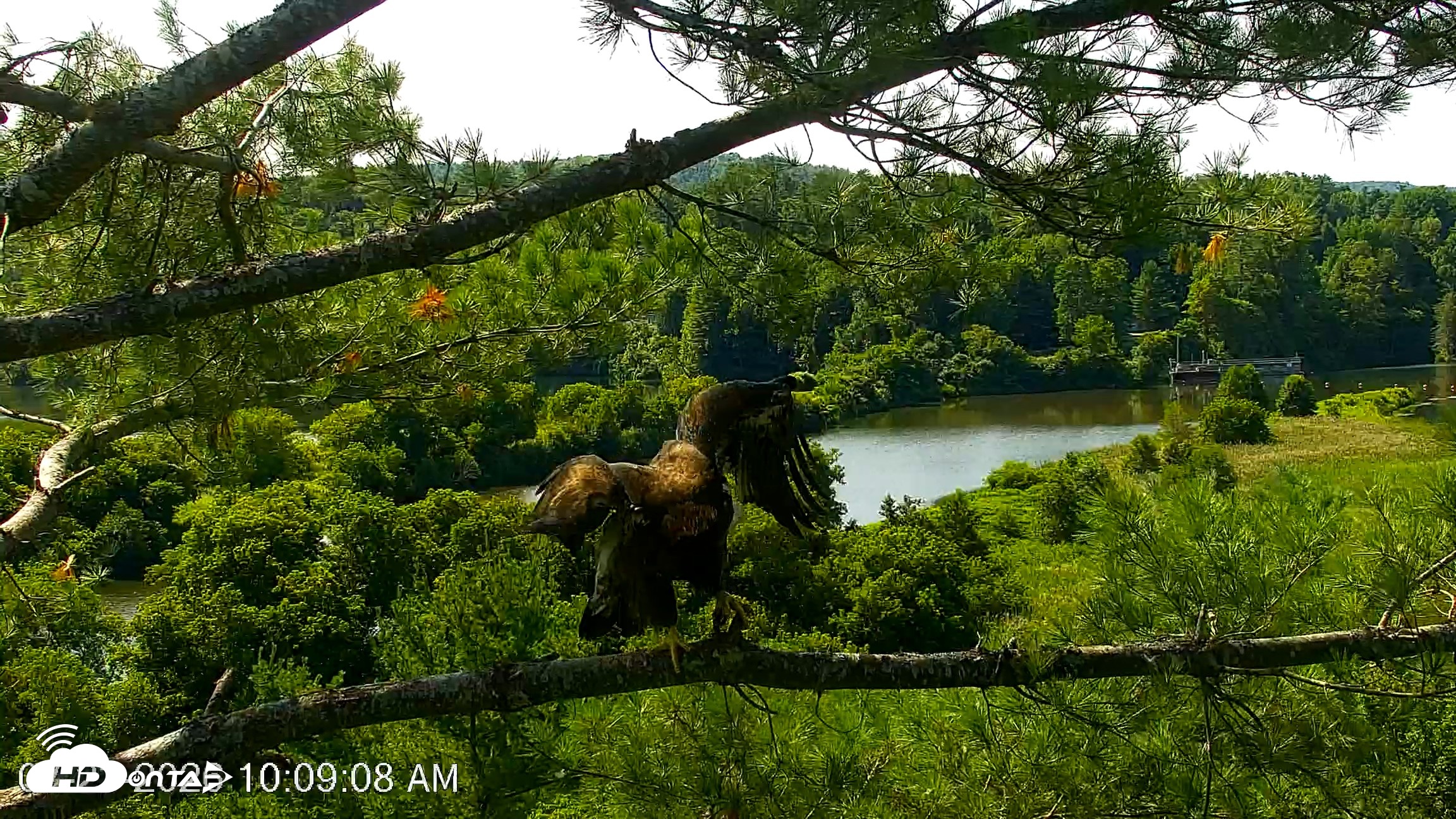 Snapshot of VINS Bald Eagles Nest Live Cams taken Jul 23, 2026, 10:09am EDT