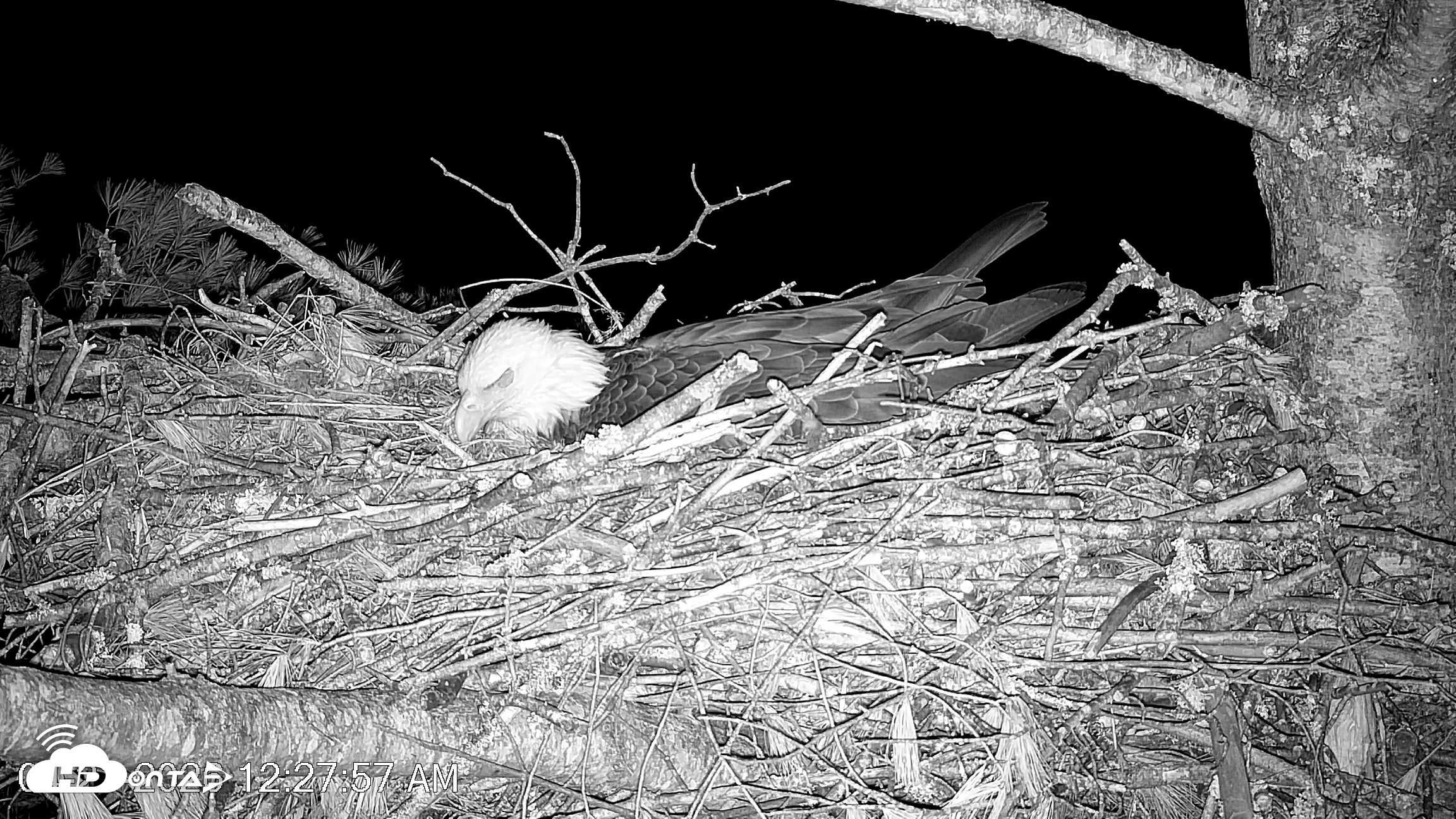 Snapshot of VINS Bald Eagles Nest Live Cams taken Apr 21, 2026, 12:28am EDT