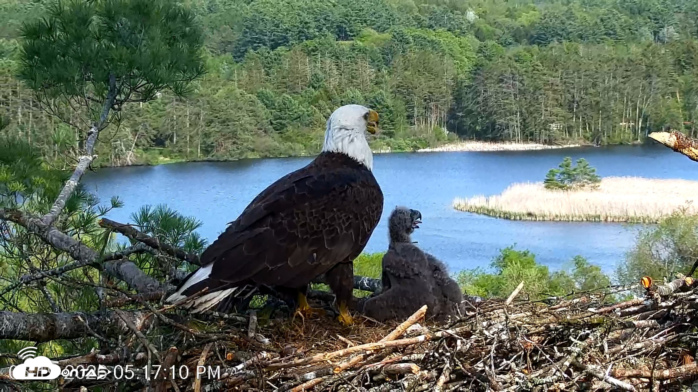Snapshot of VINS Bald Eagles Nest Live Cams taken May 19, 2026, 5:18pm EDT