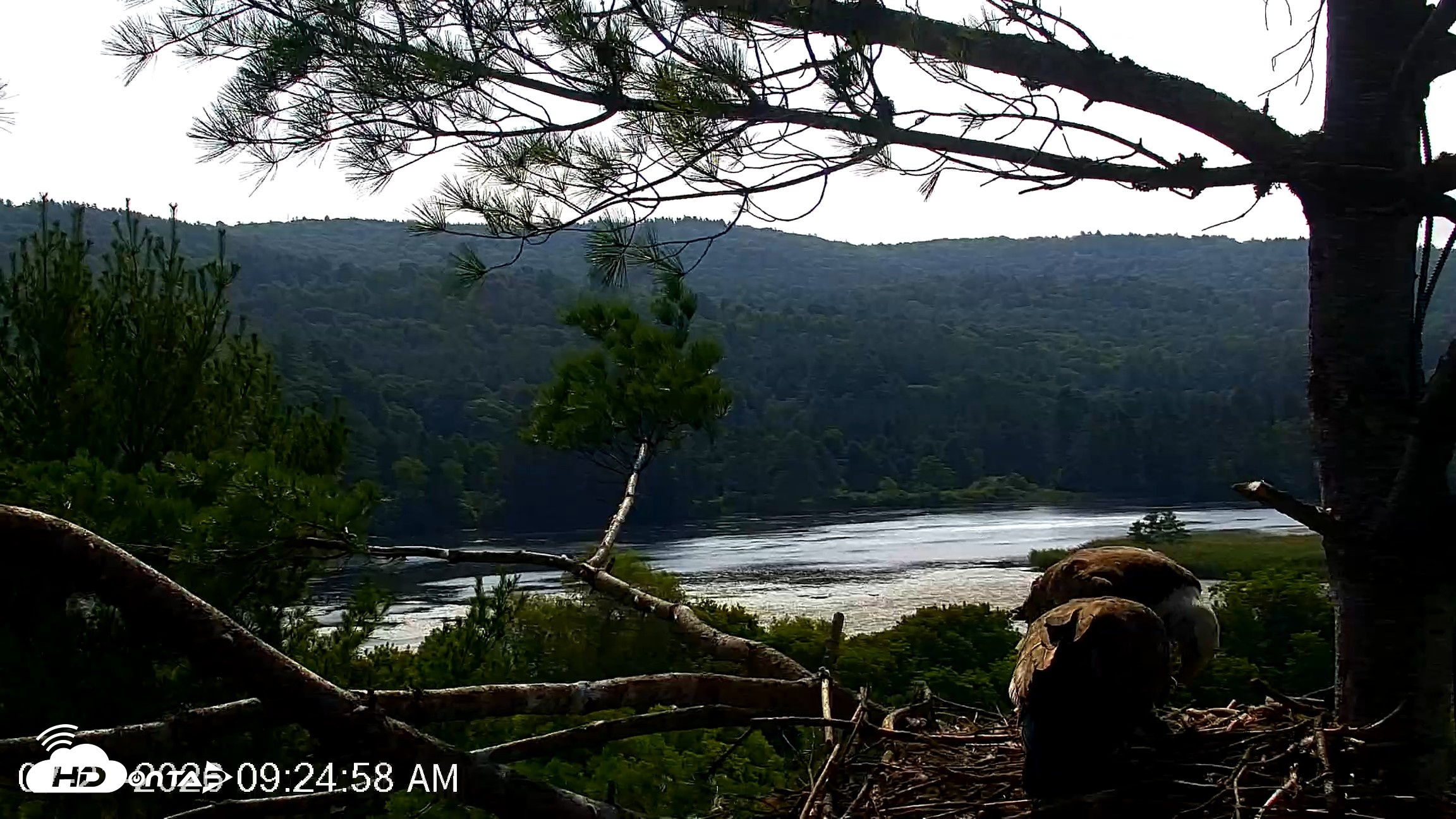 Snapshot of VINS Bald Eagles Nest Live Cams taken Jul 21, 2026, 9:25am EDT