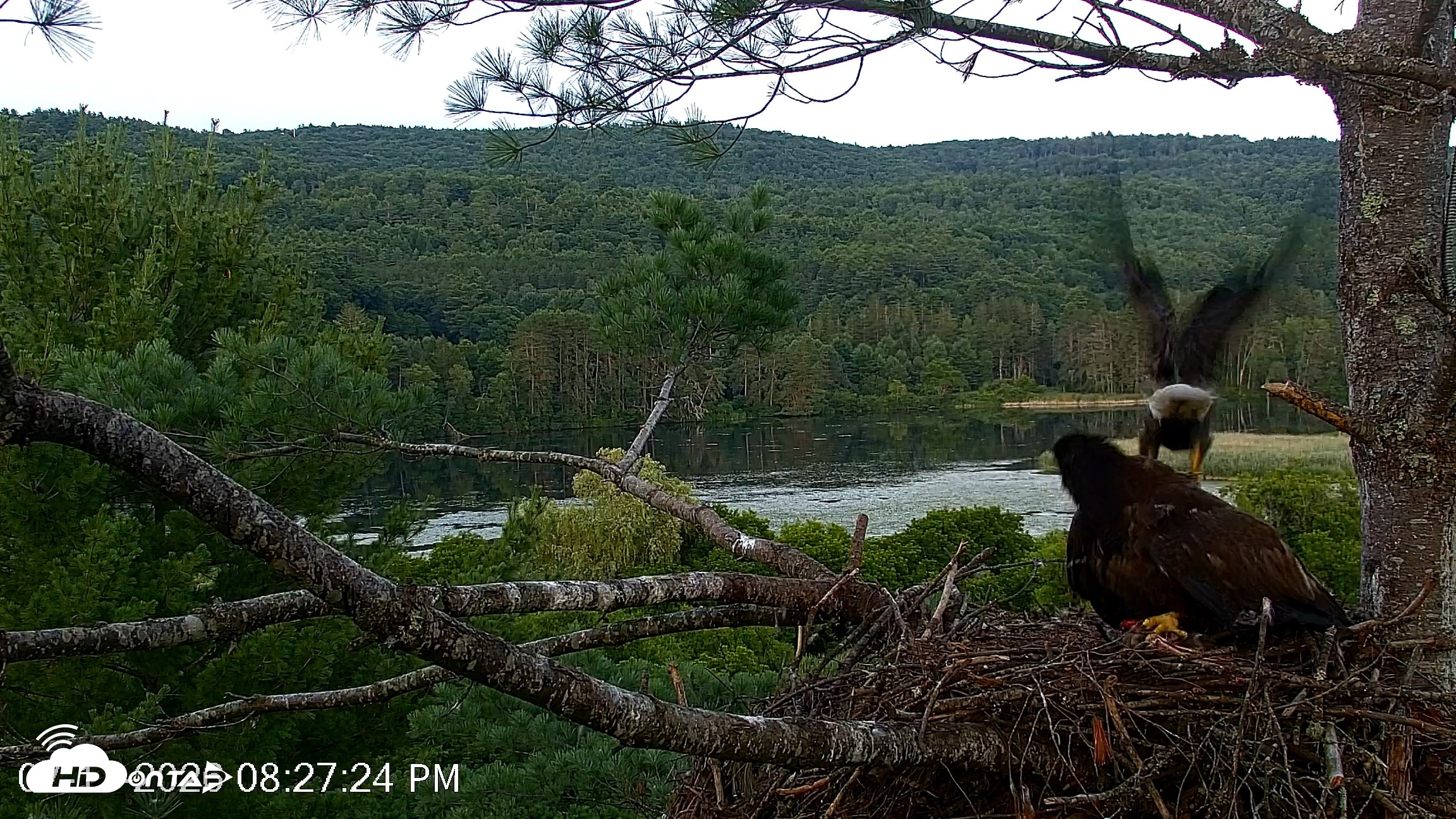 Snapshot of VINS Bald Eagles Nest Live Cams taken Jul 17, 2026, 8:28pm EDT