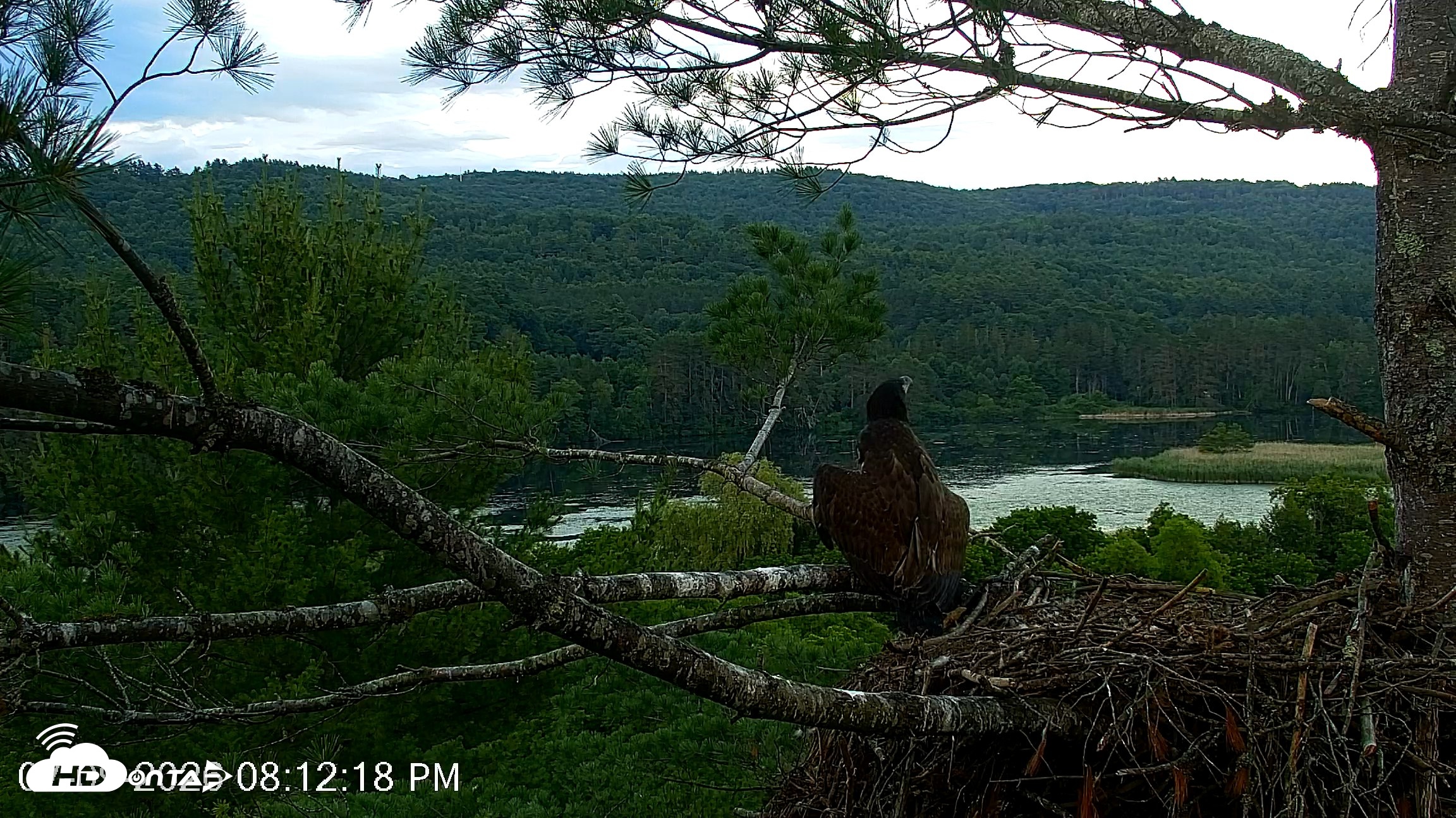 Snapshot of VINS Bald Eagles Nest Live Cams taken Jul 9, 2026, 8:13pm EDT