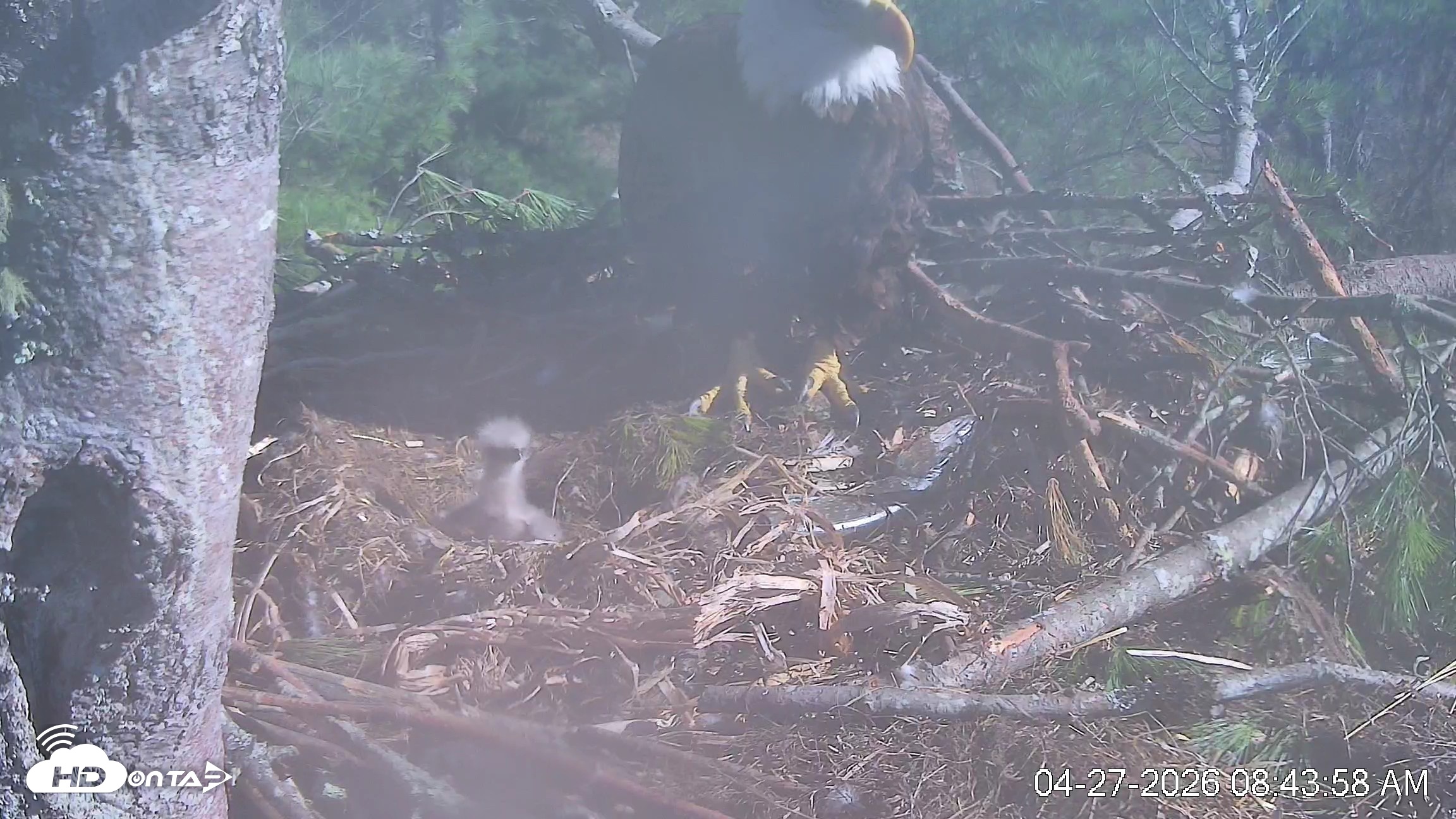 Snapshot of VINS Bald Eagles Nest Live Cams taken Apr 27, 2026, 8:45am EDT