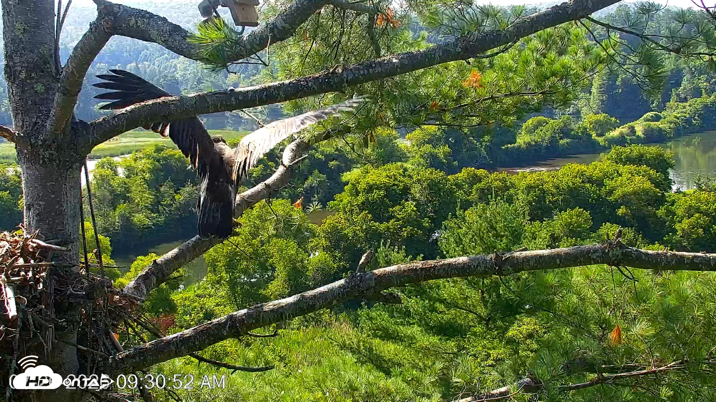 Snapshot of VINS Bald Eagles Nest Live Cams taken Jul 26, 2026, 9:31am EDT