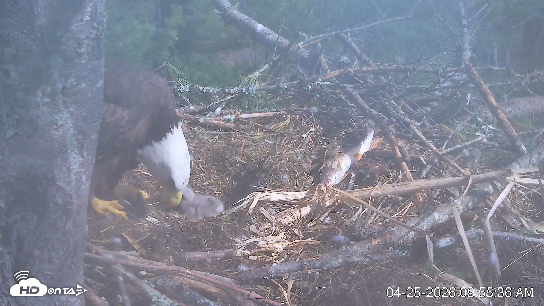 Snapshot of VINS Bald Eagles Nest Live Cams taken Apr 25, 2026, 9:56am EDT