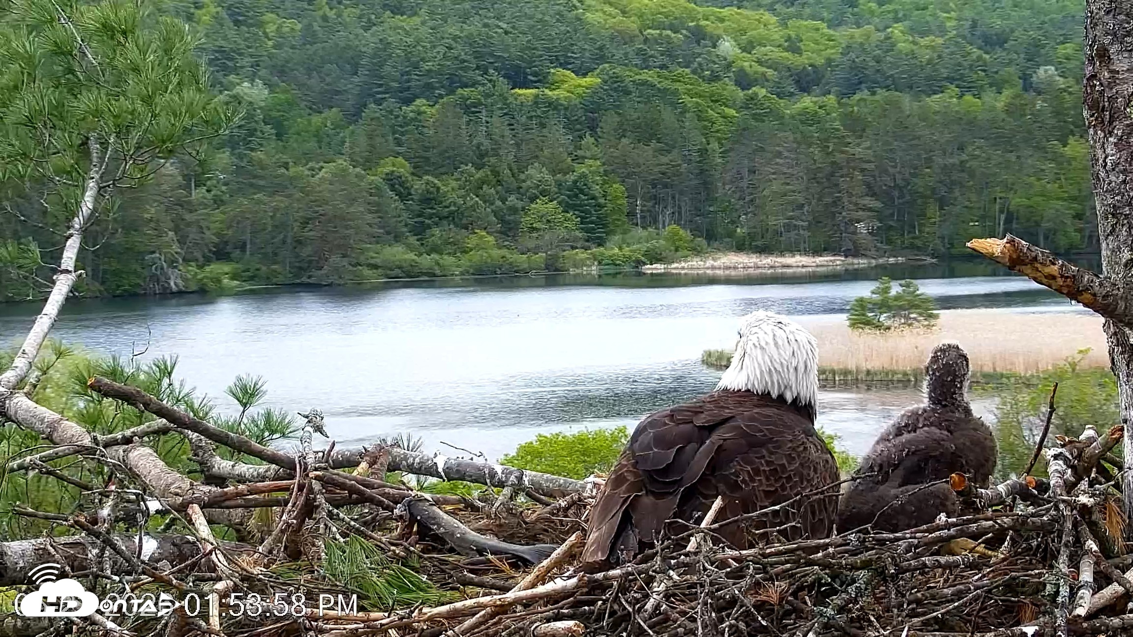 Snapshot of VINS Bald Eagles Nest Live Cams taken May 23, 2026, 1:55pm EDT
