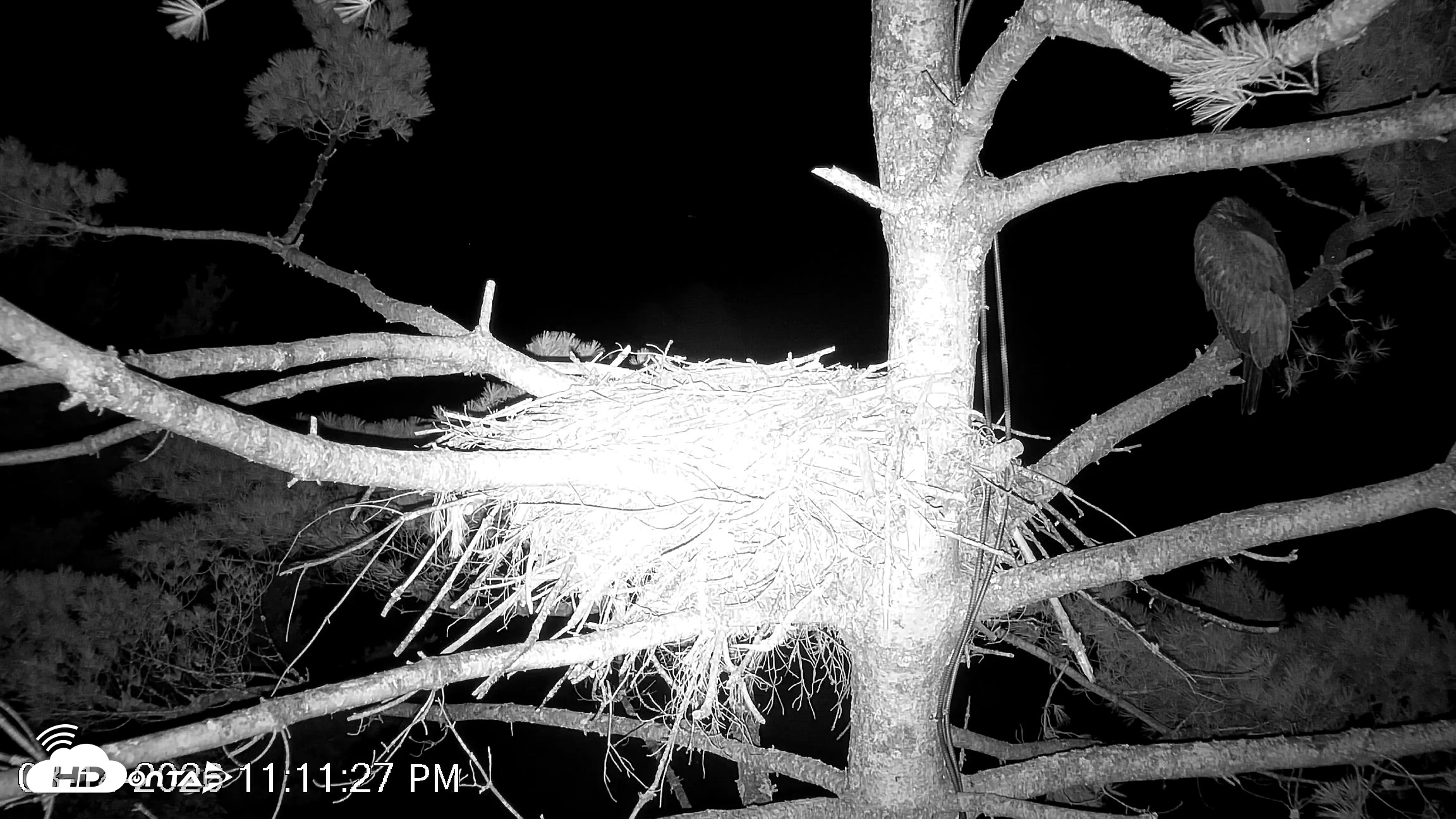 Snapshot of VINS Bald Eagles Nest Live Cams taken Aug 14, 2026, 11:12pm EDT